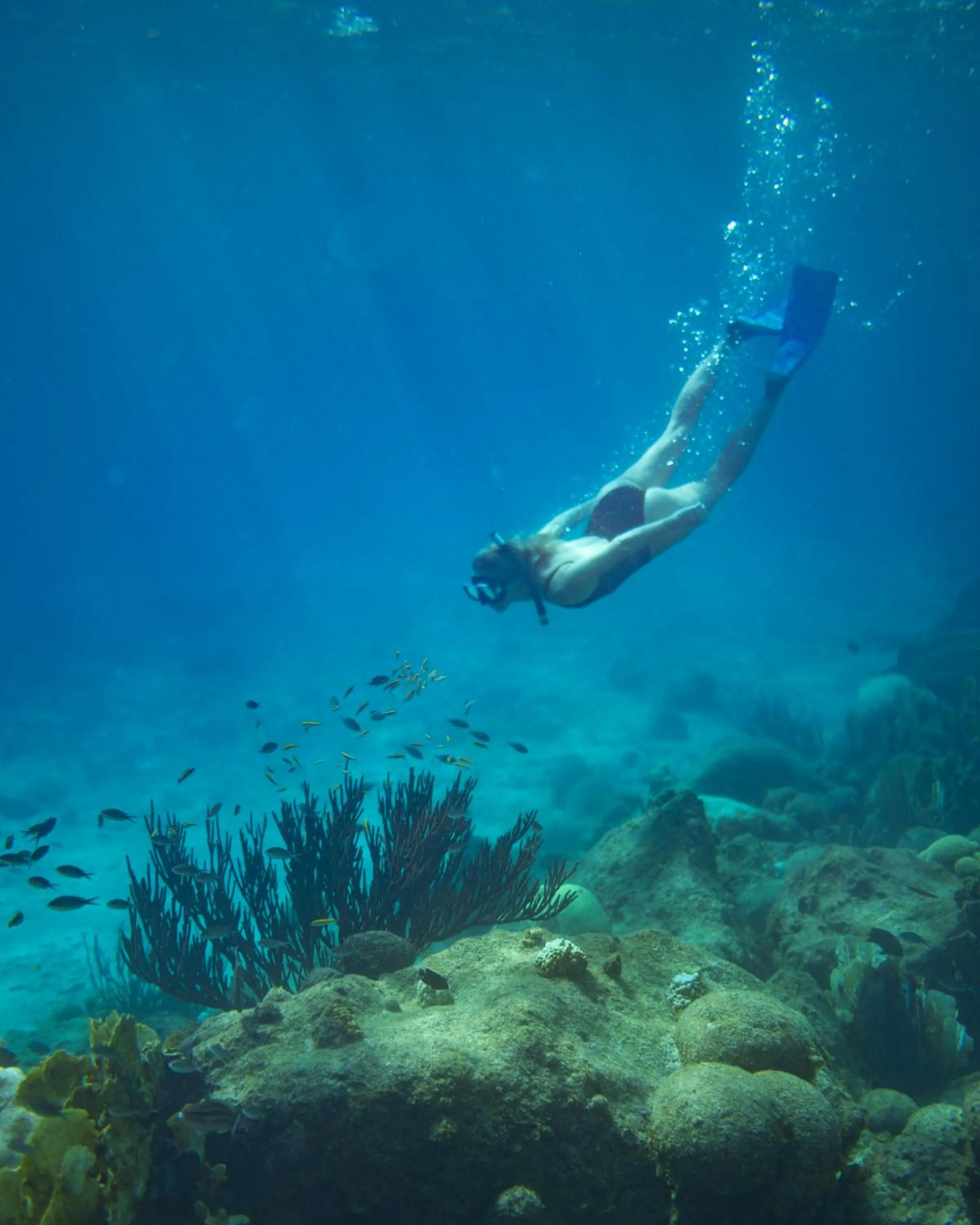 Snorkeling in Curaçao Marriott Beach Resort
