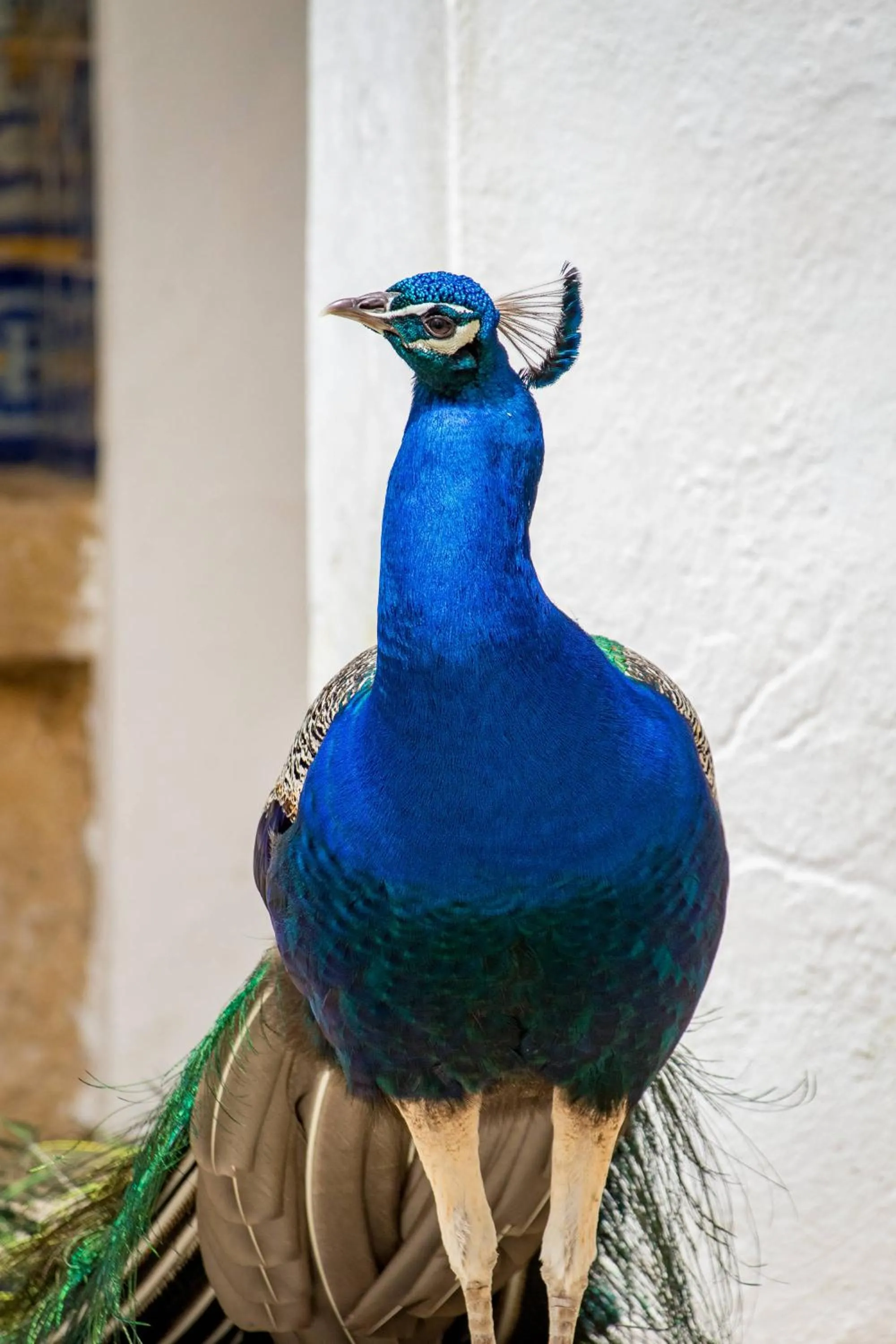 Animals in Quinta da Foz