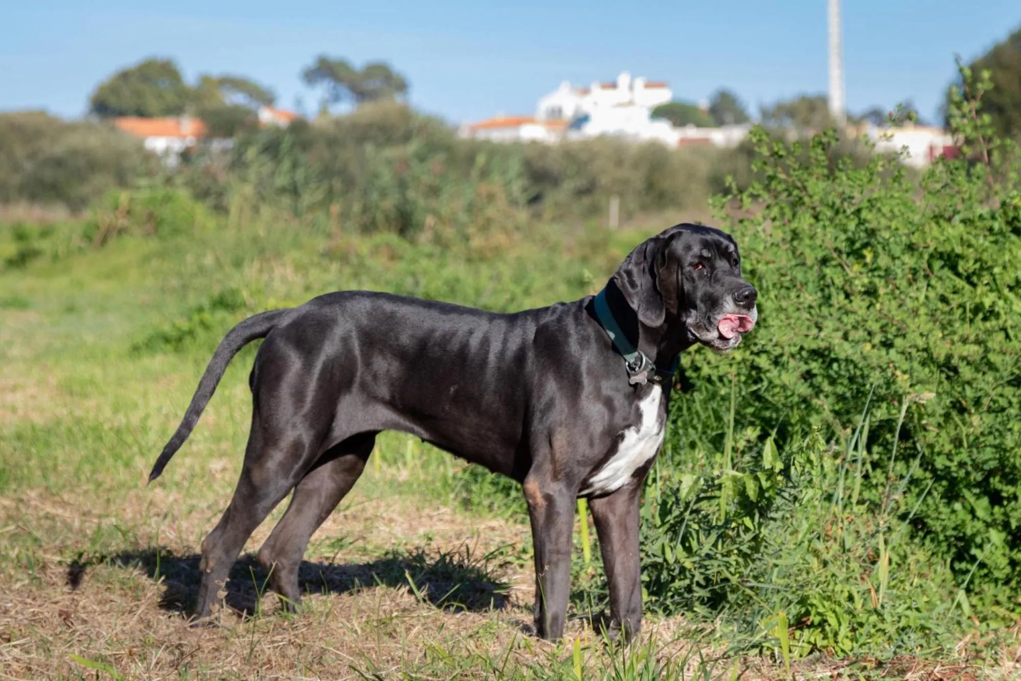 Animals in Quinta da Foz