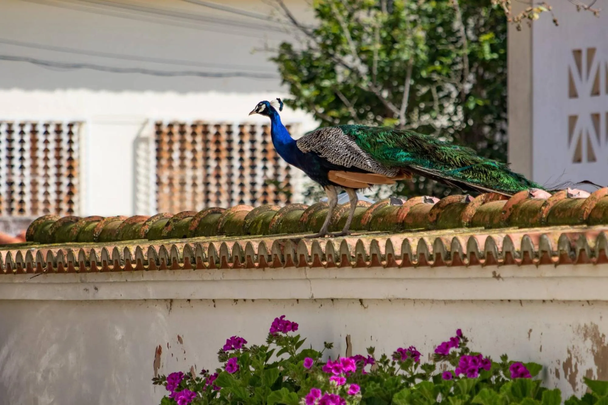 Pets in Quinta da Foz