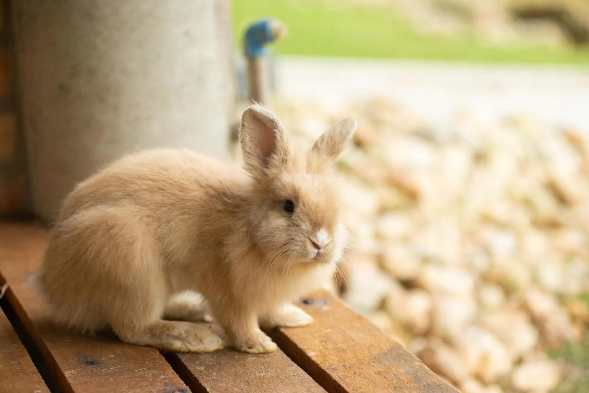 Animals in Fazzenda Park Resort