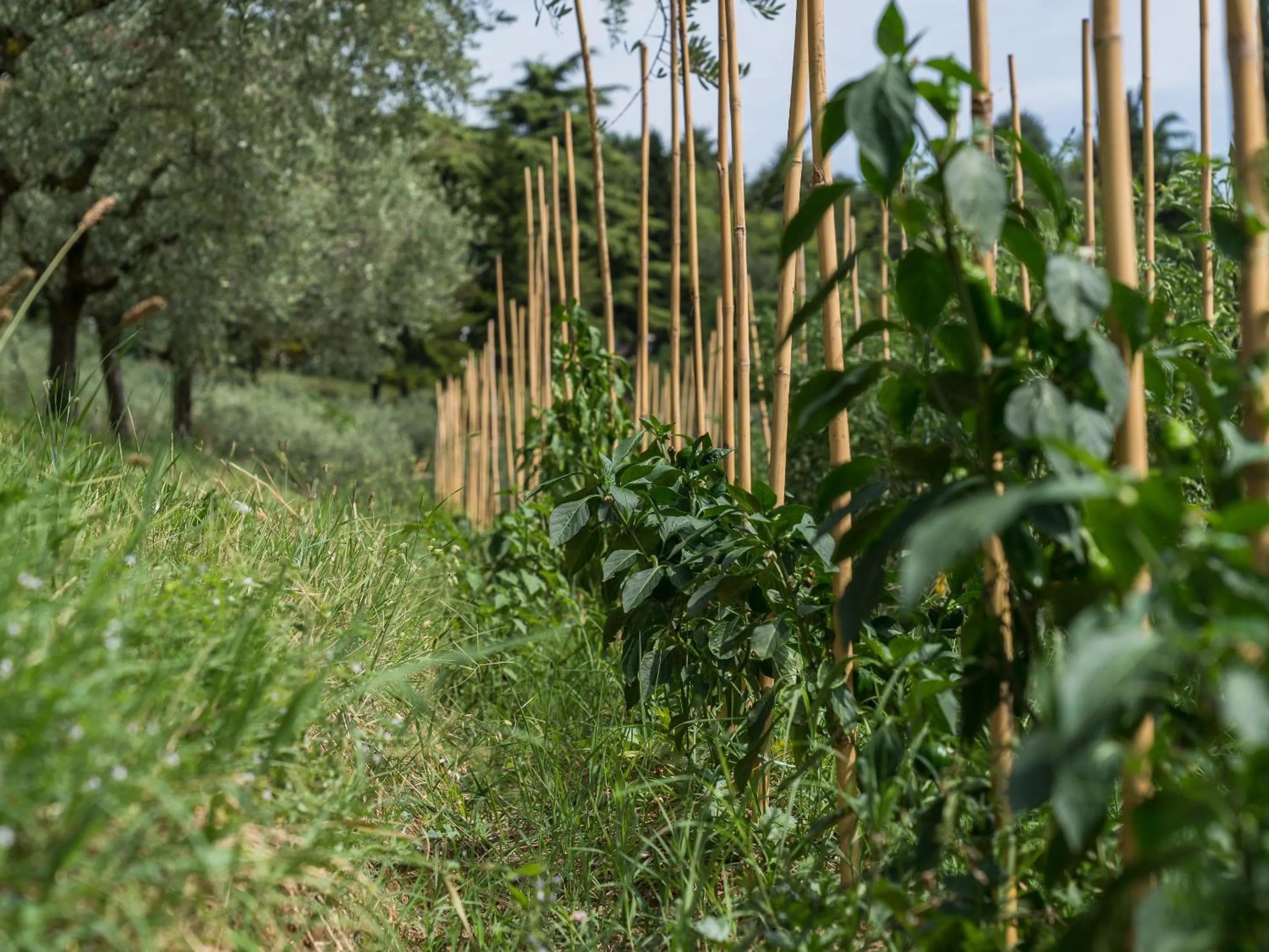 Natural landscape in Cà Toresele Relais Osteria Garden