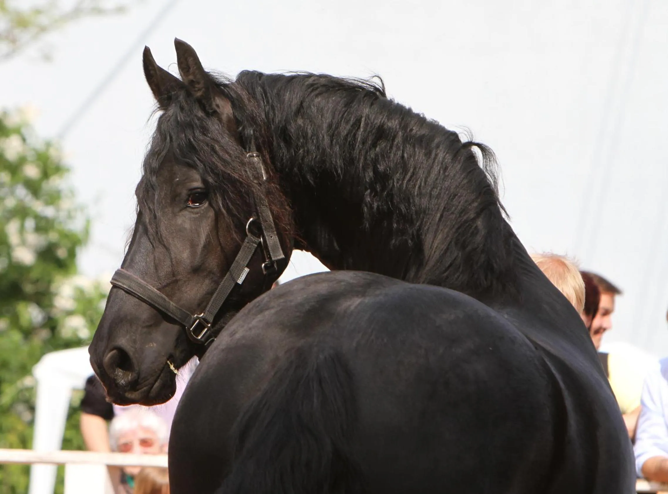 Animals, Other Animals in SaarlandTraum Weihermühle