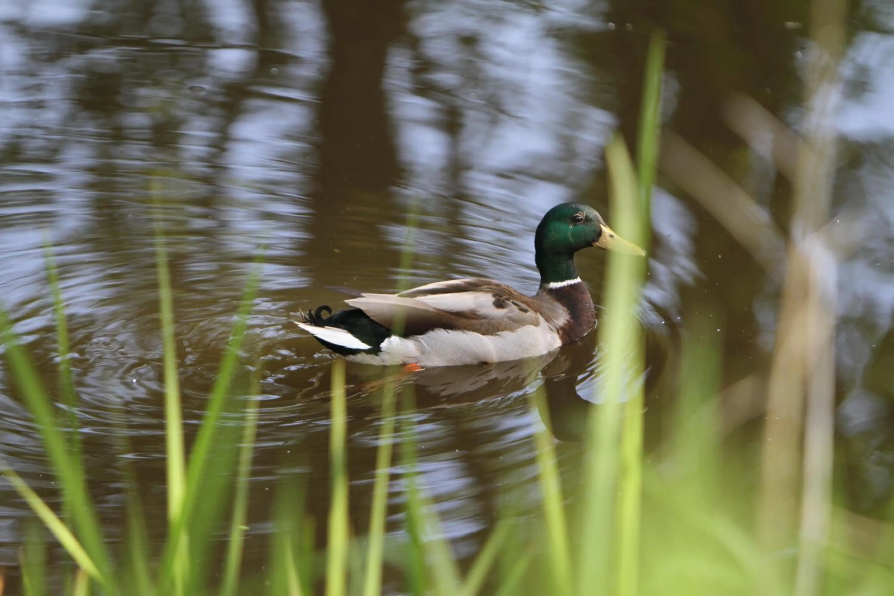 Garden, Other Animals in SaarlandTraum Weihermühle