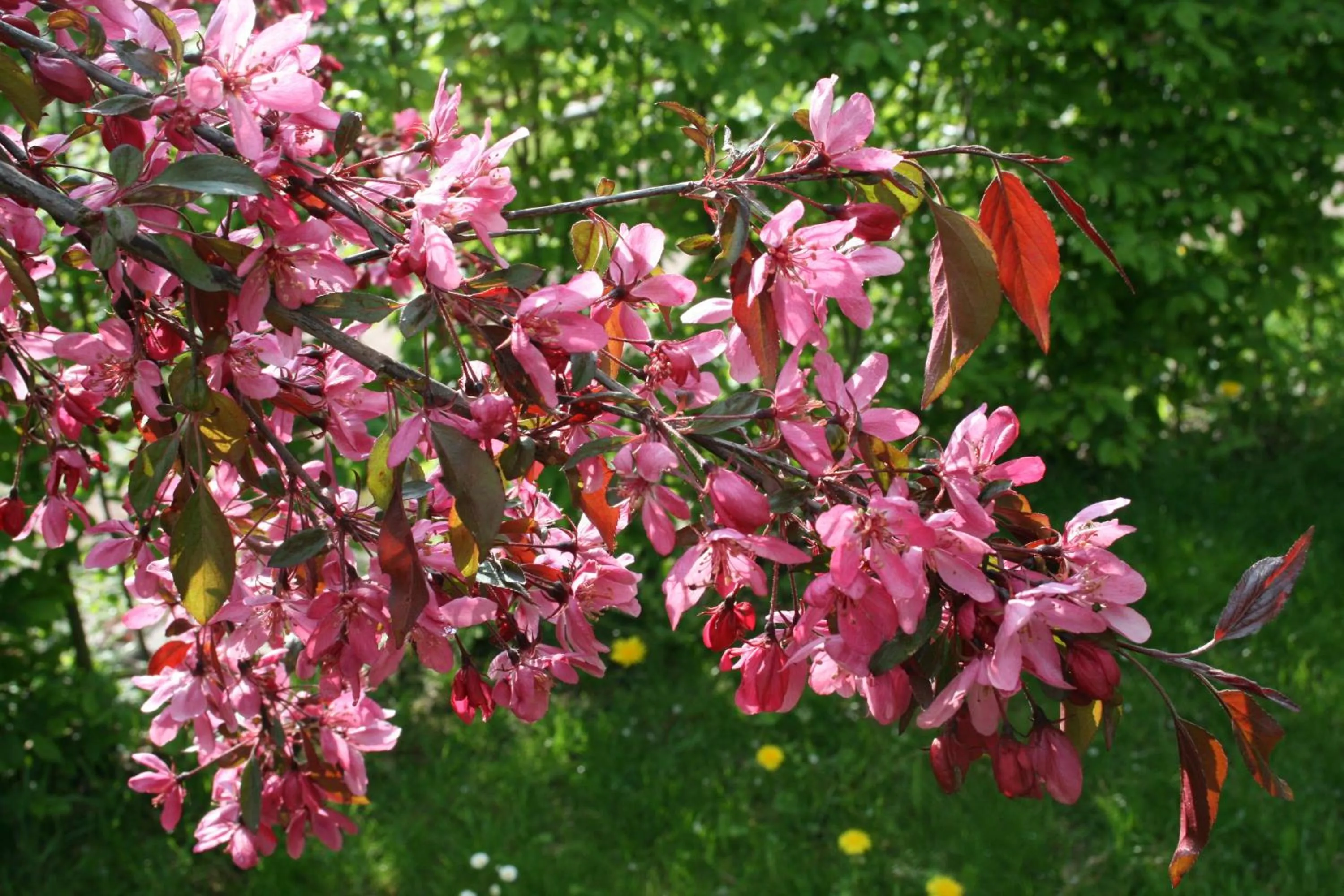 Garden in SaarlandTraum Weihermühle