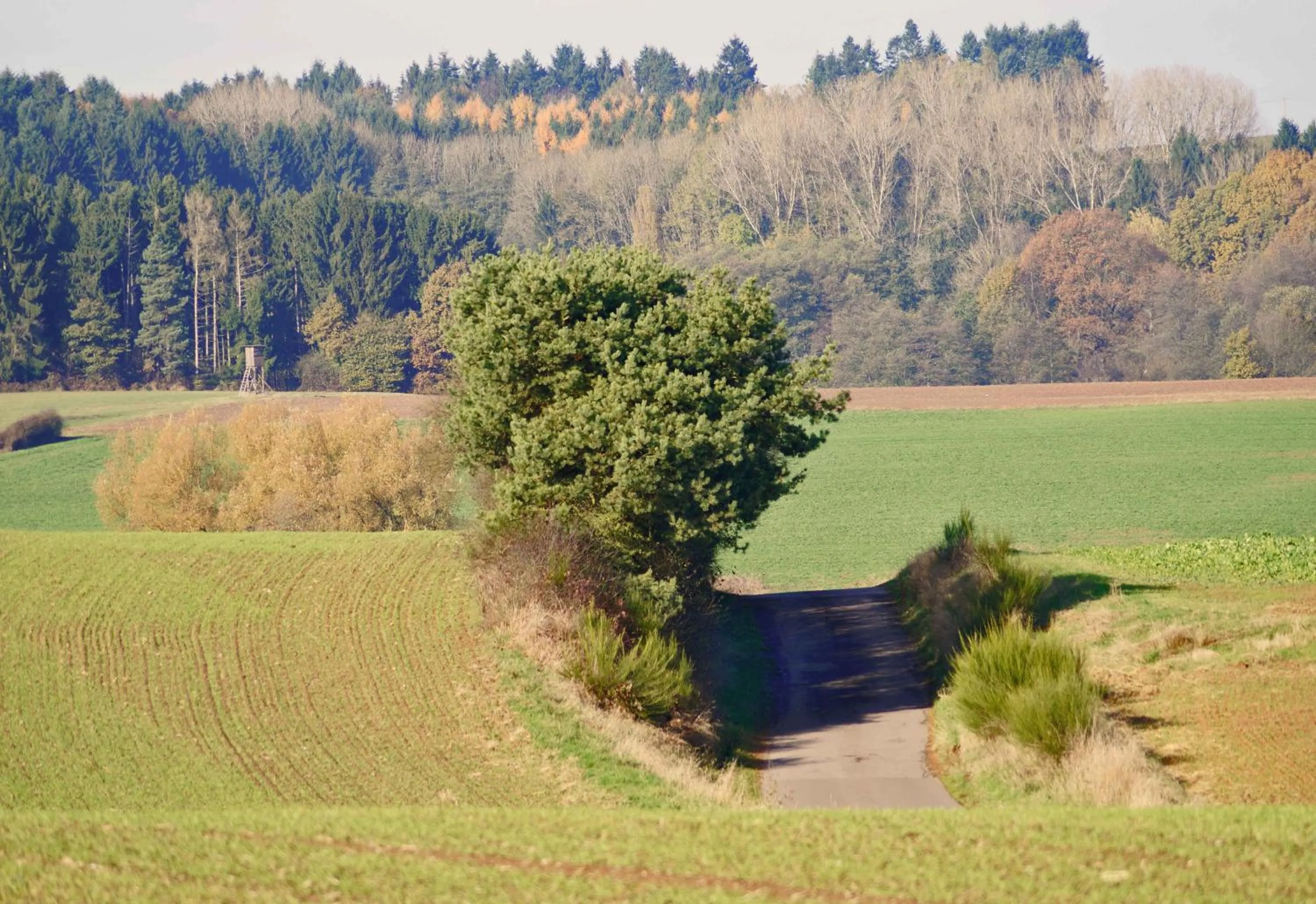 Horse-riding in SaarlandTraum Weihermühle