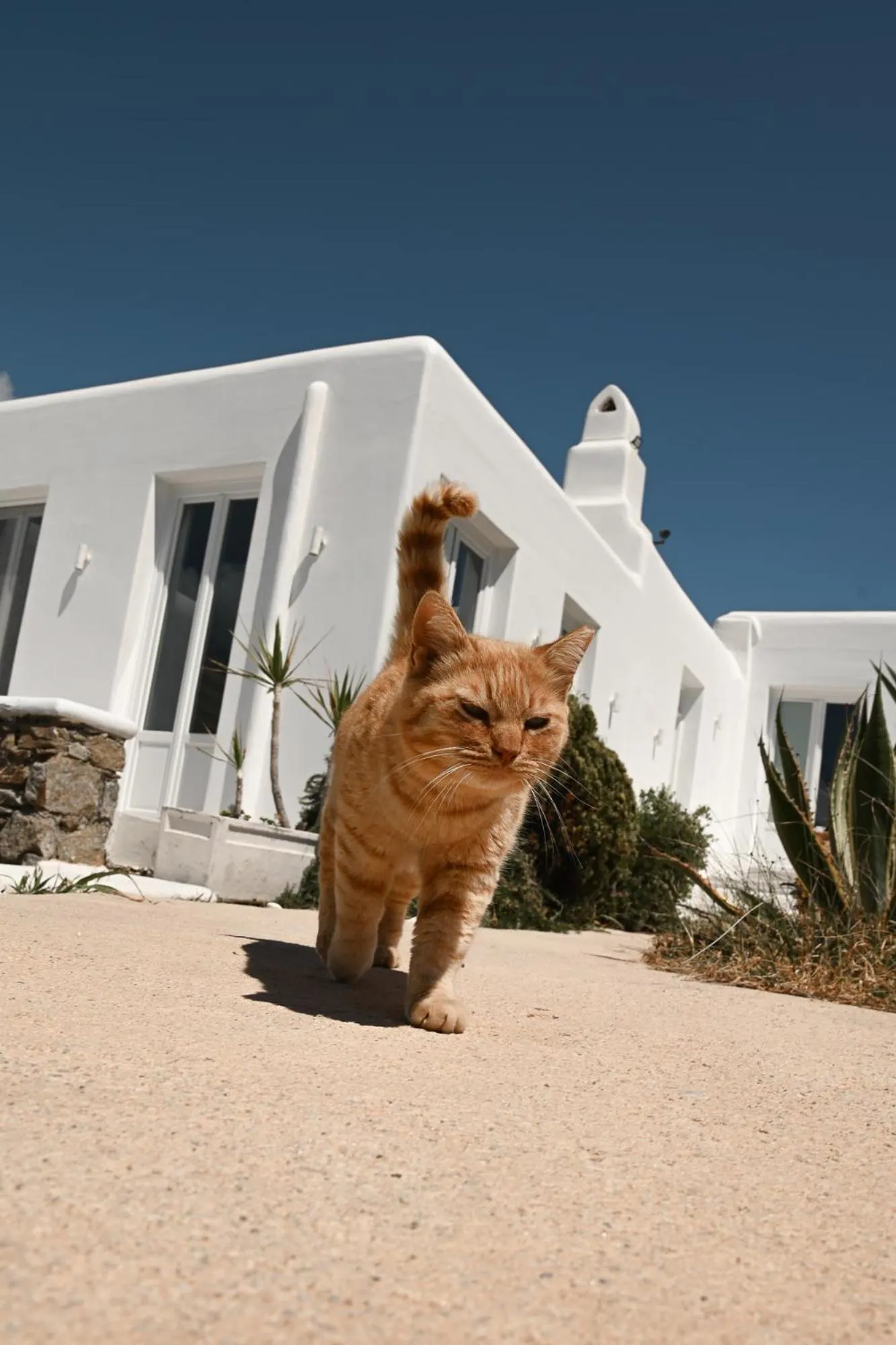 Property building in Mykonos Pantheon