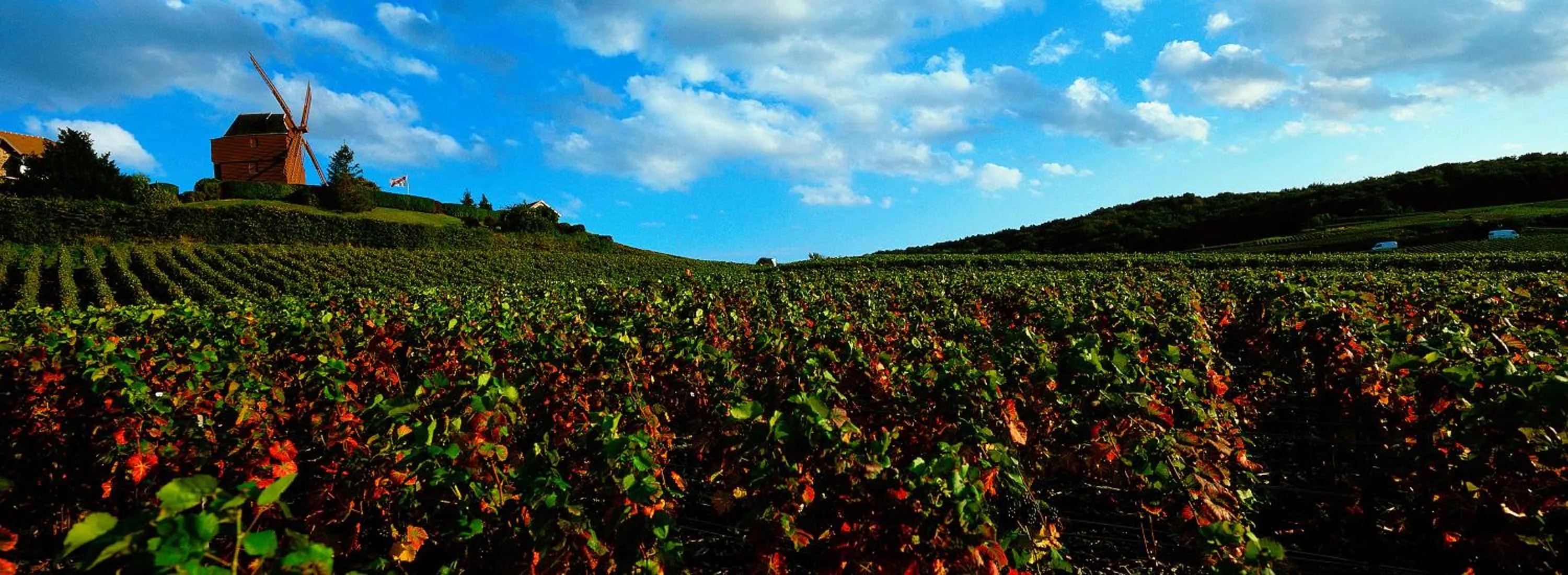 Natural landscape in Ibis Styles Reims Centre