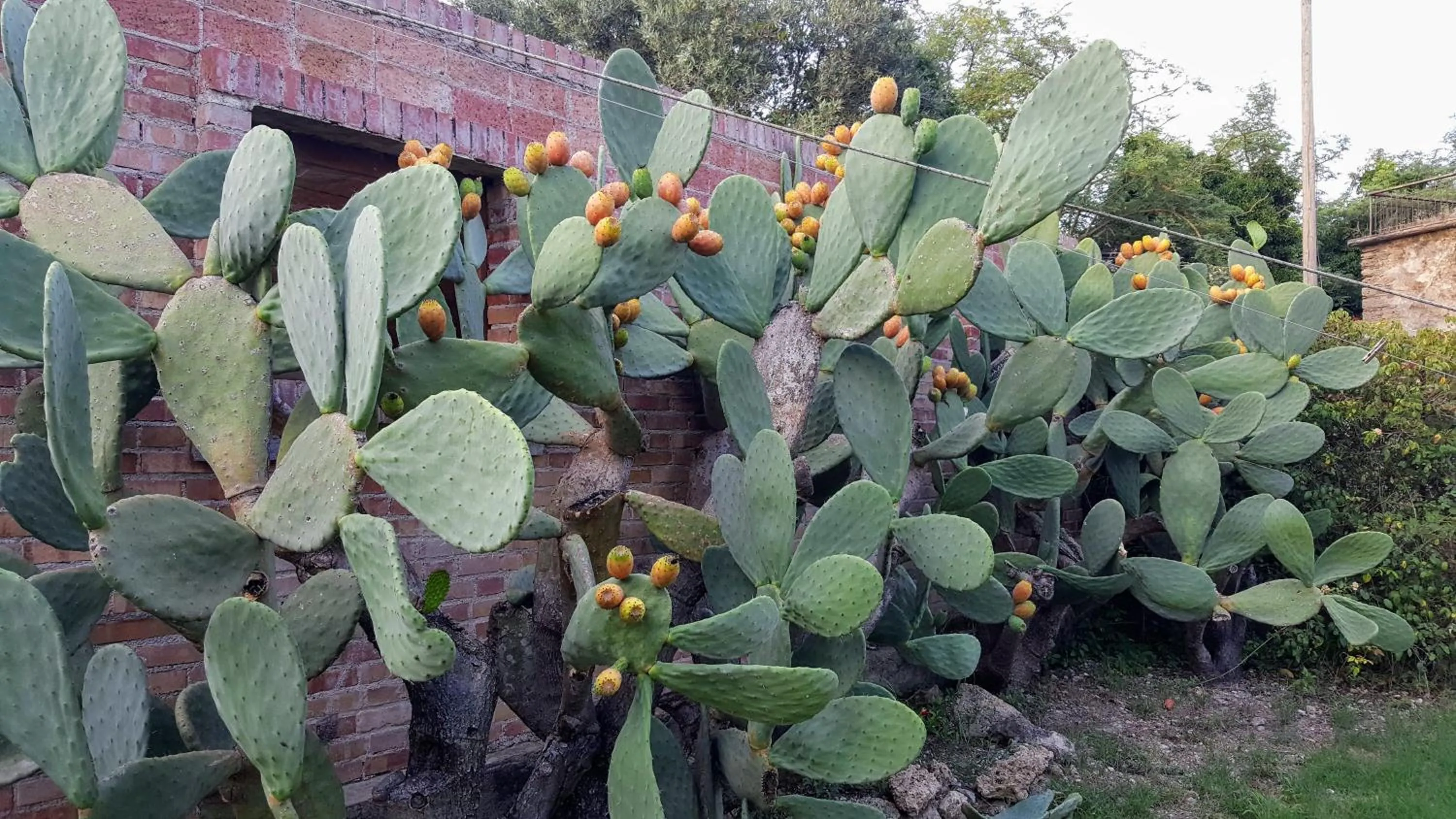 Garden in Casa del Geco