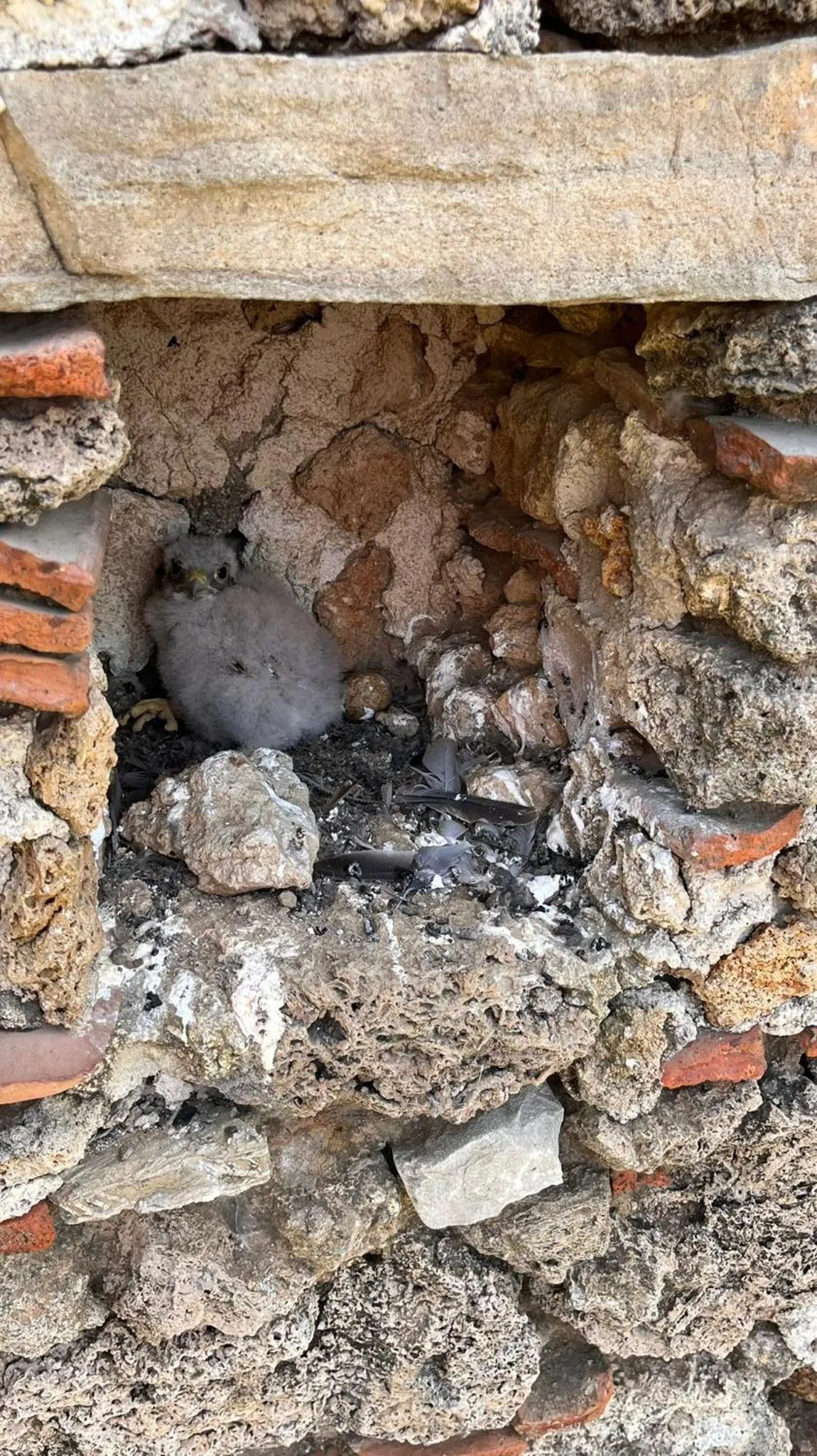 Animals in Casa del Geco