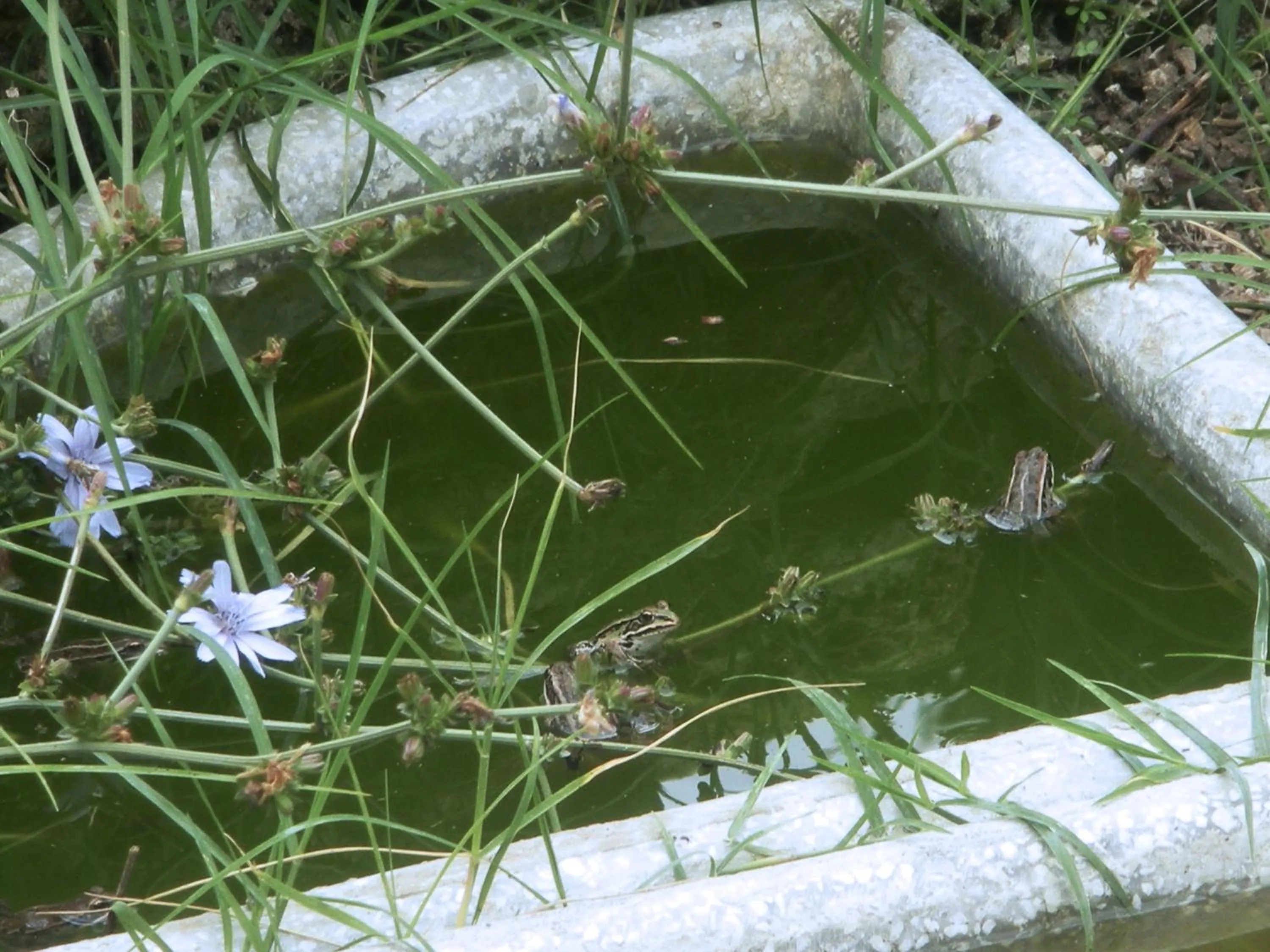 Garden in Casa del Geco