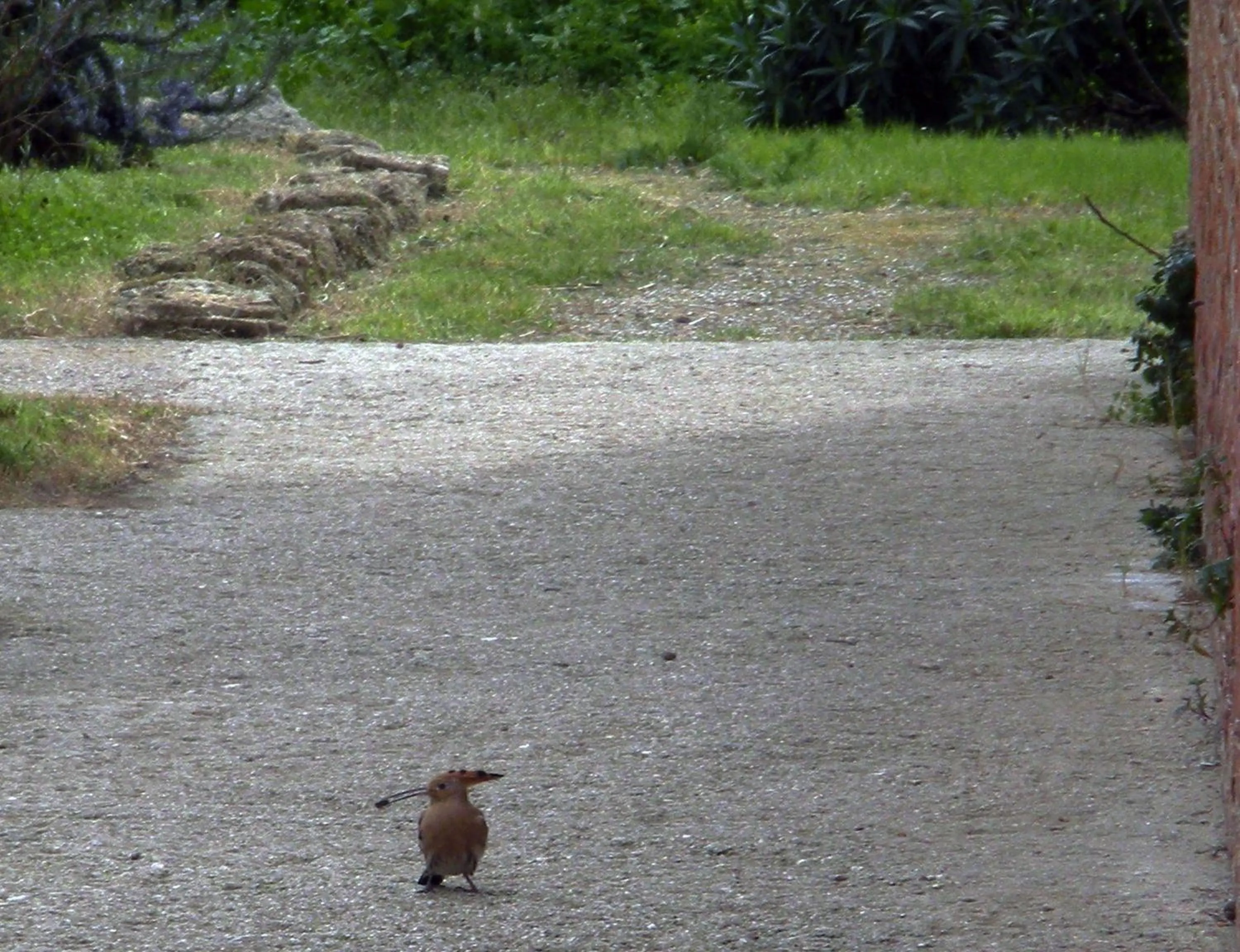 Garden in Casa del Geco
