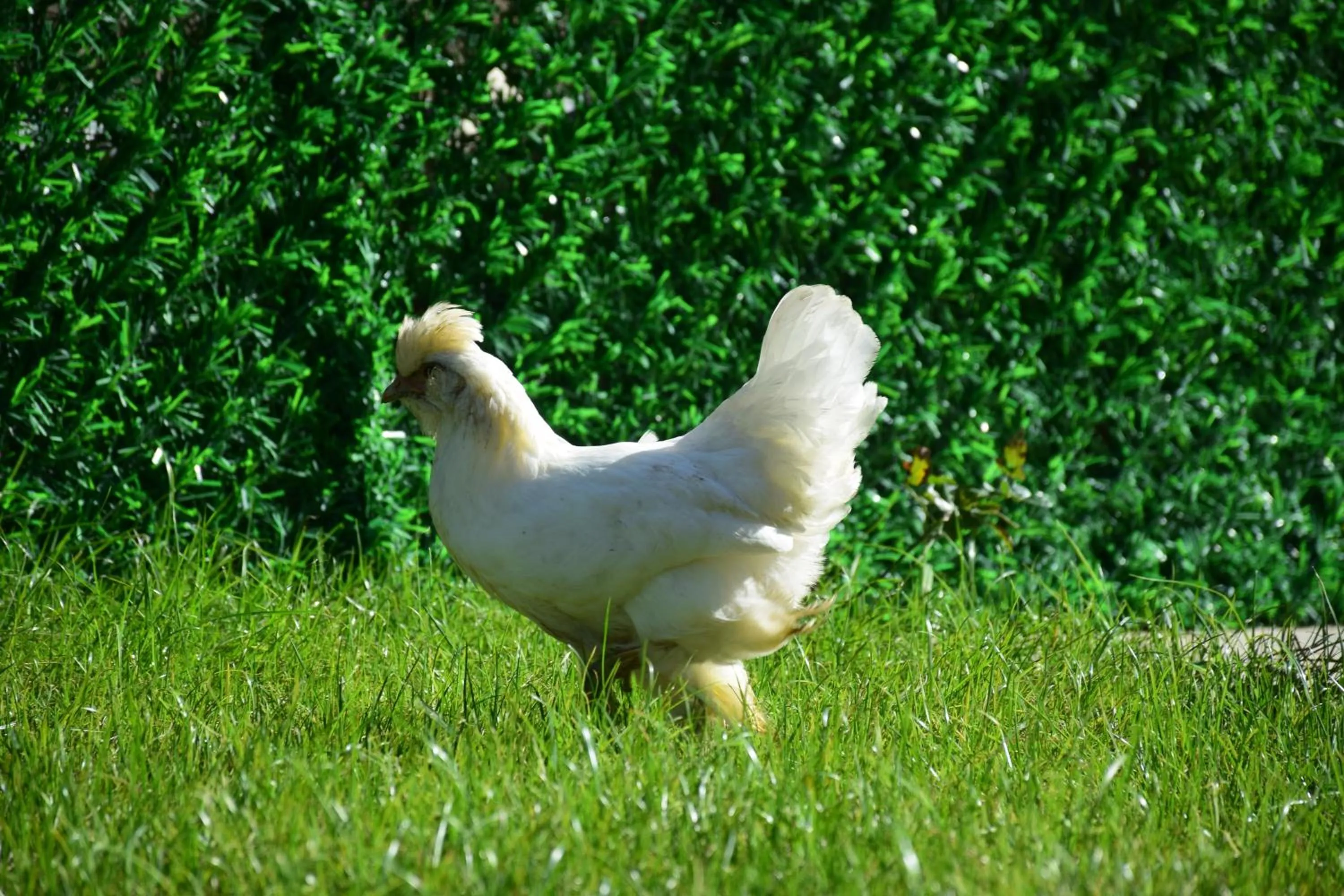 Animals in KUZEY OTEL