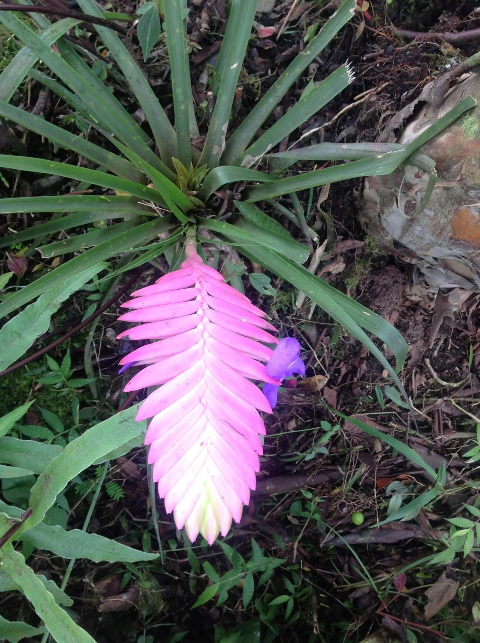 Garden in Casa de Piedra