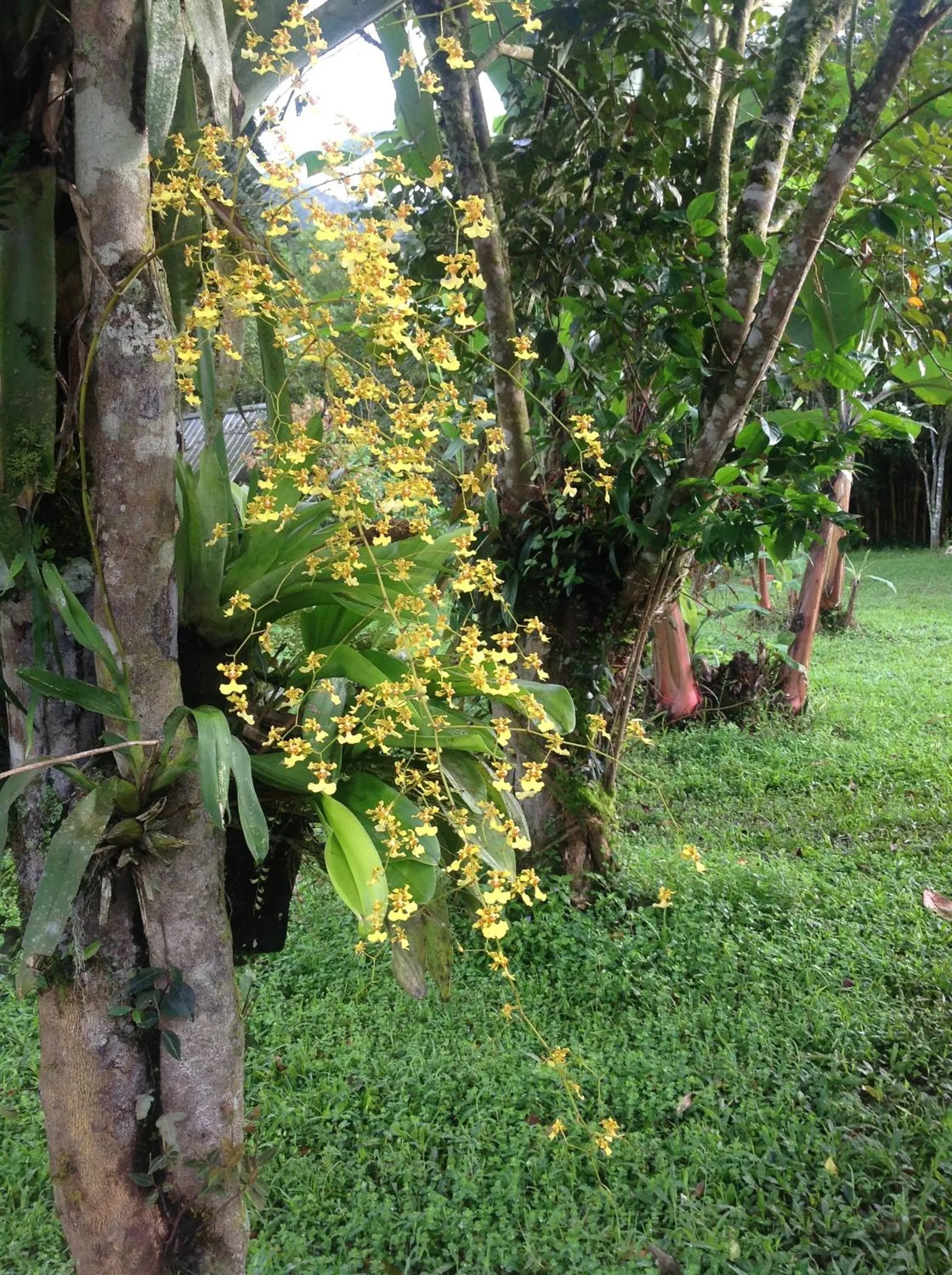 Garden in Casa de Piedra
