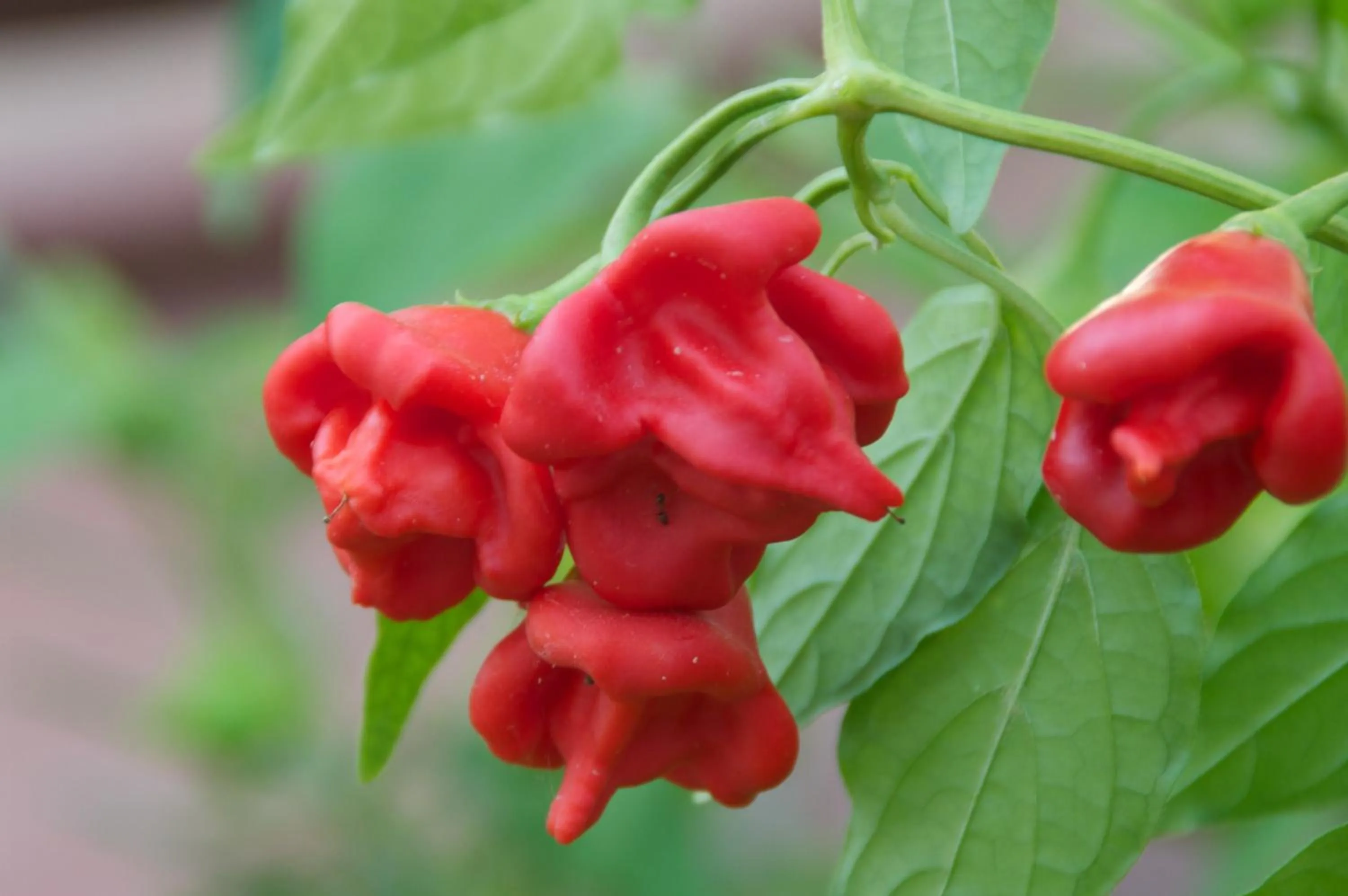 Garden in Hylatio Tourist Village