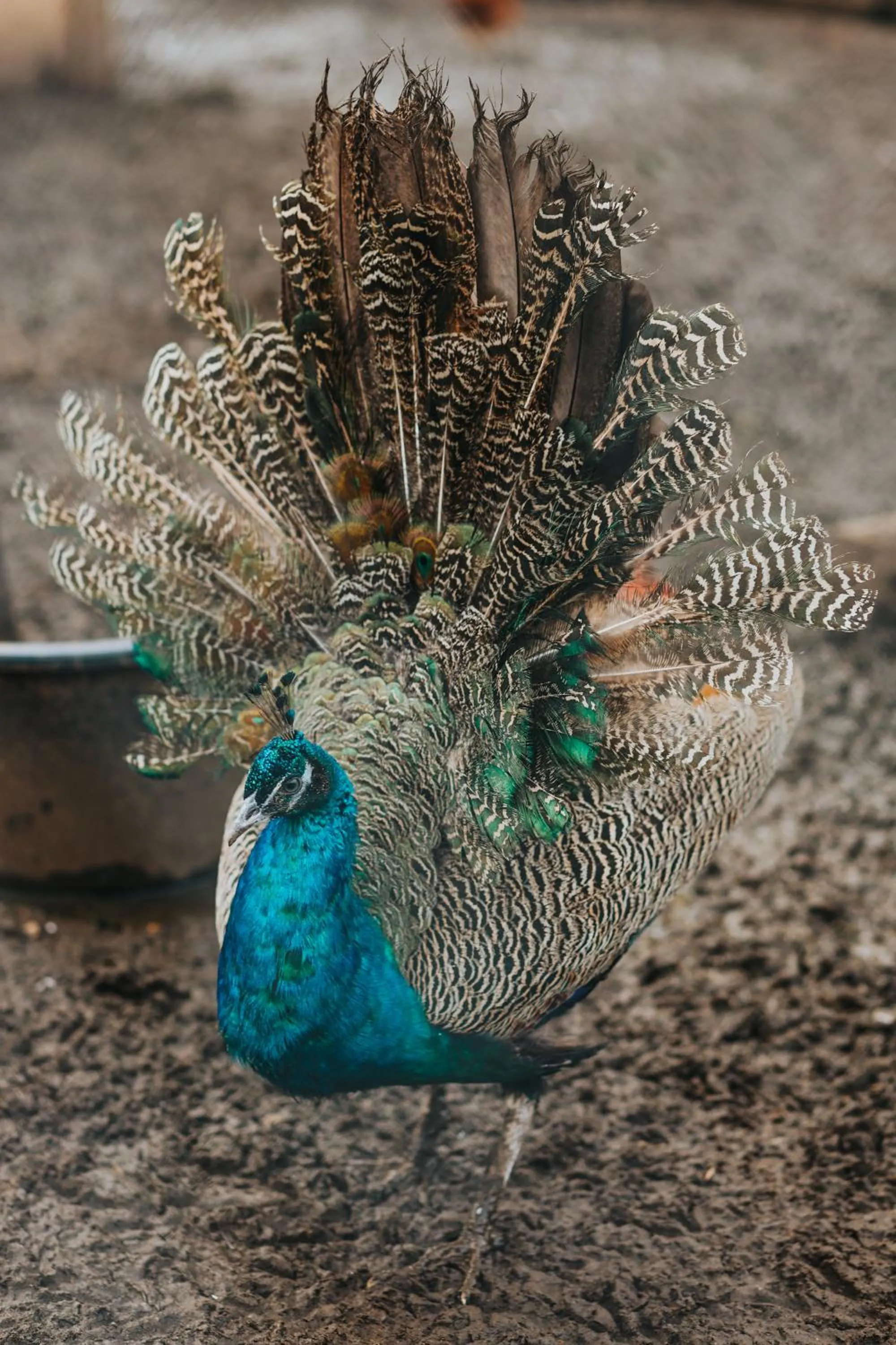 Animals in Weavers' Guest House Kalndaki