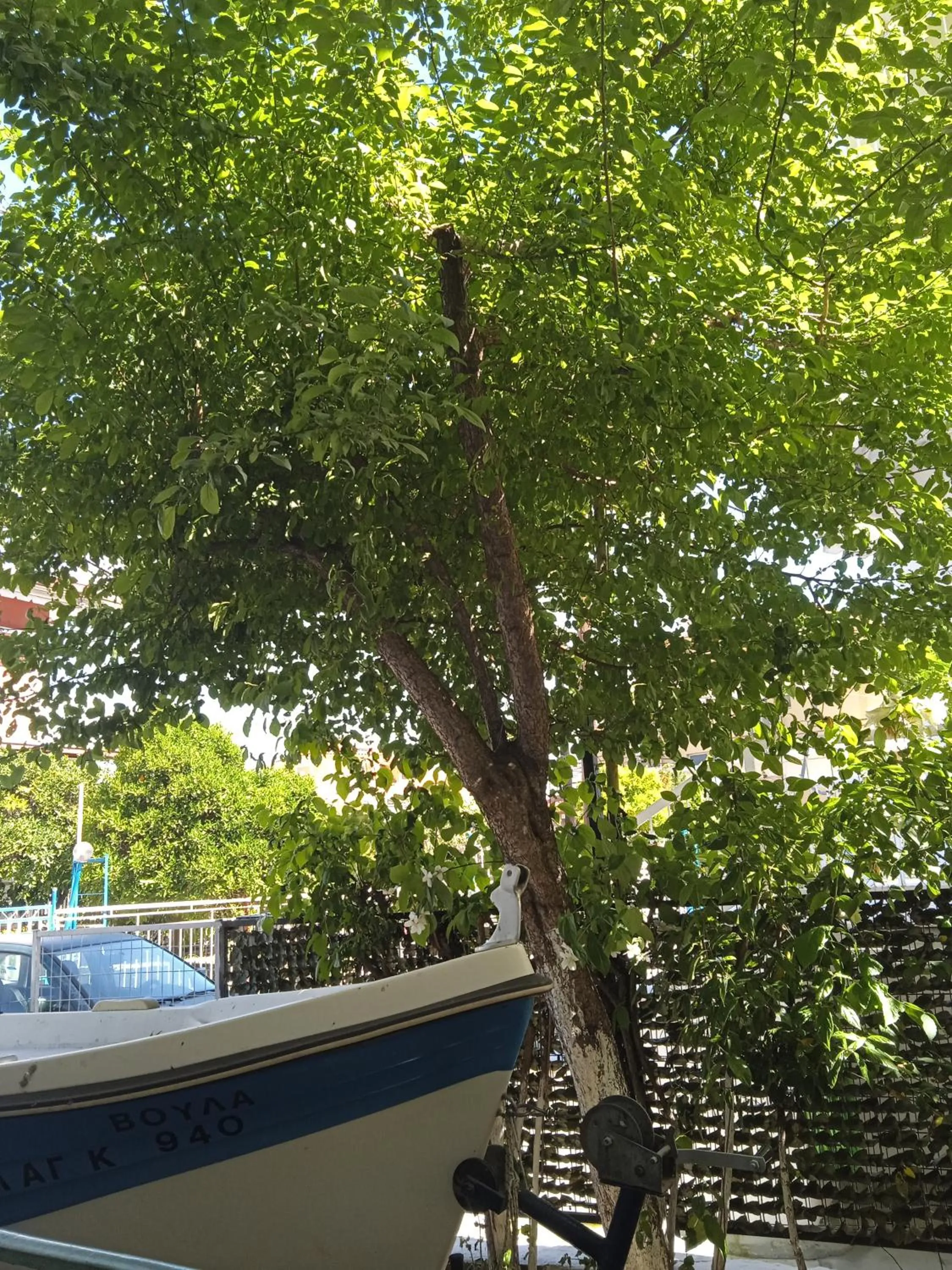 Garden in Hotel Fotini