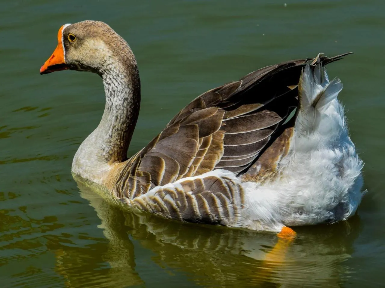 Animals in Hotel Fazenda Casarão do Vale