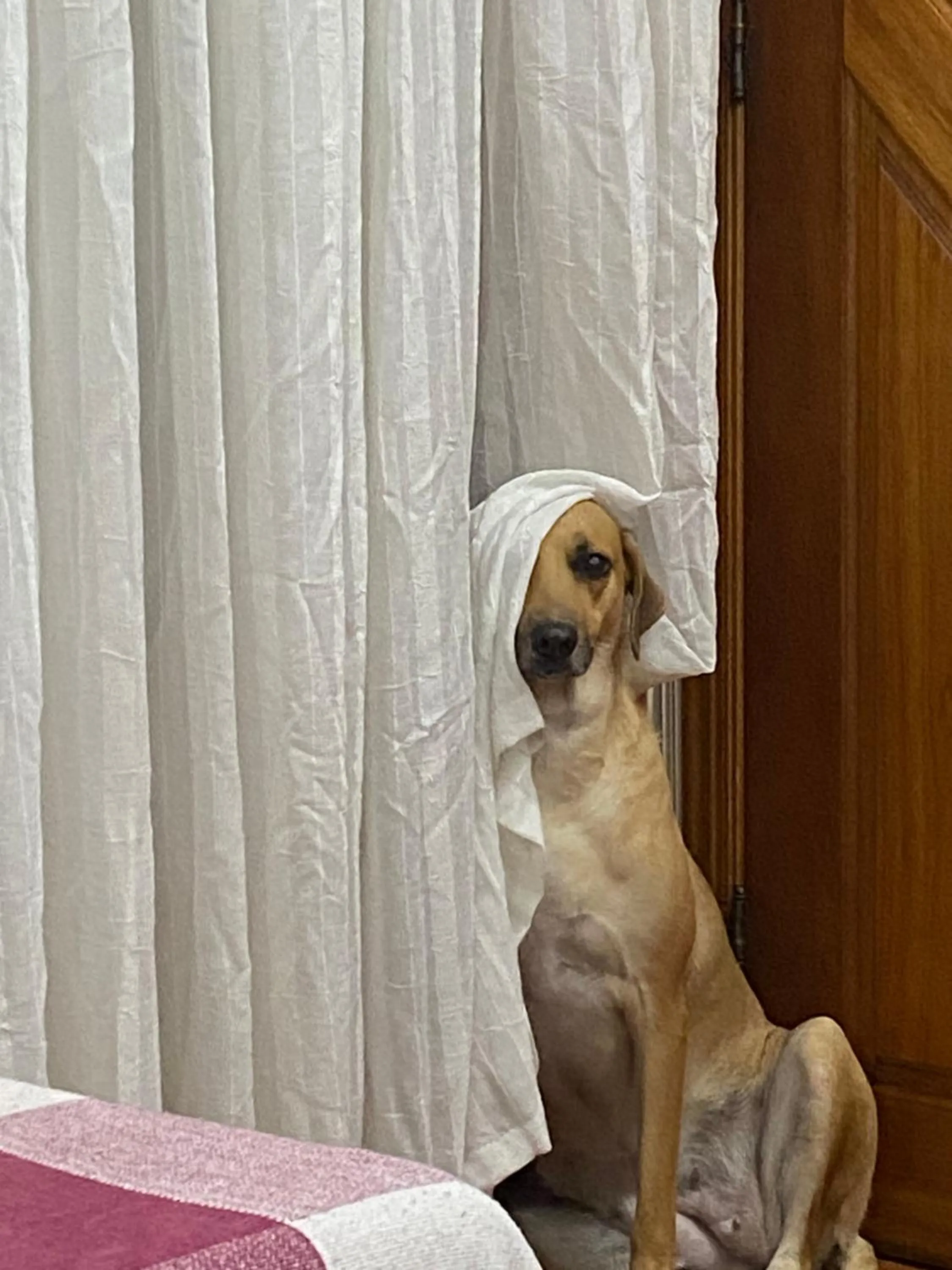 Oscar Freire Flat SP