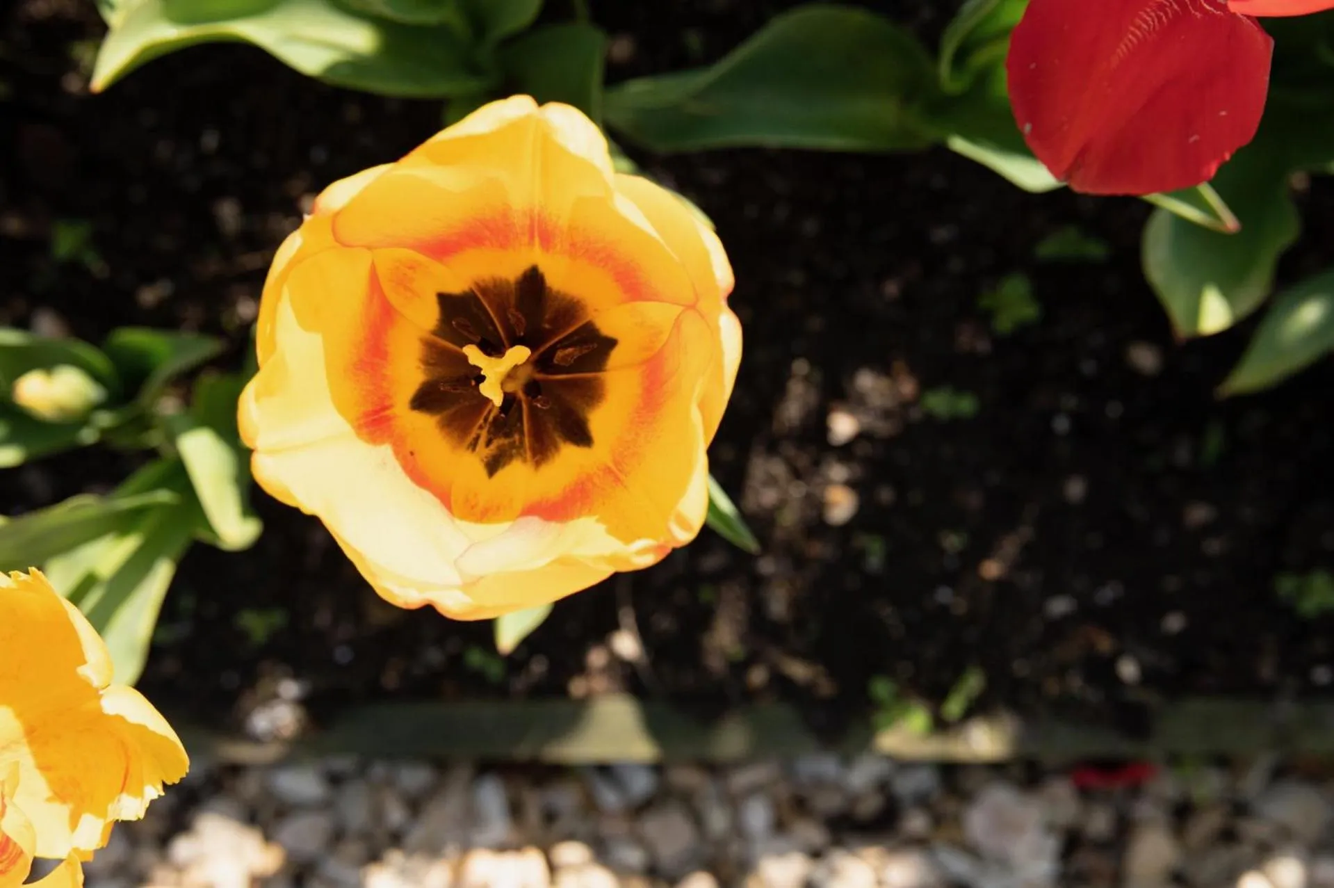 Garden in Corner House