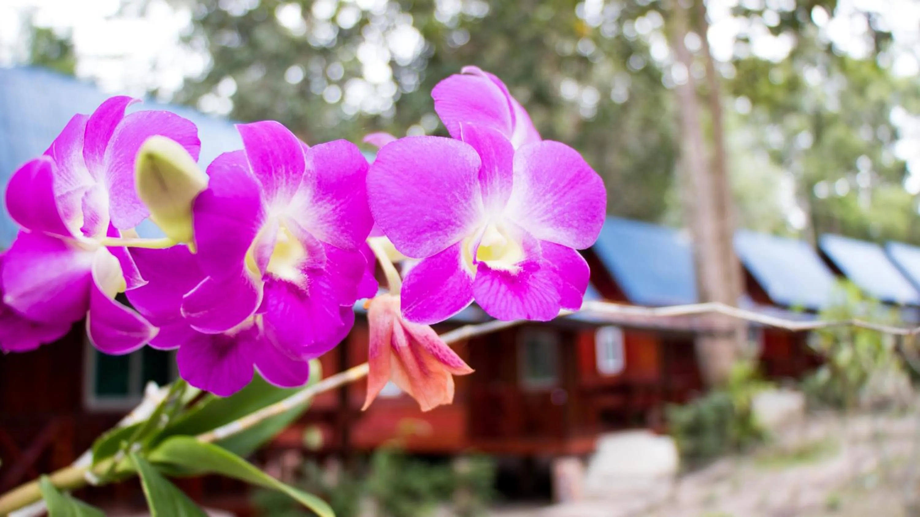 Garden view in Koh Jum Delight Beach