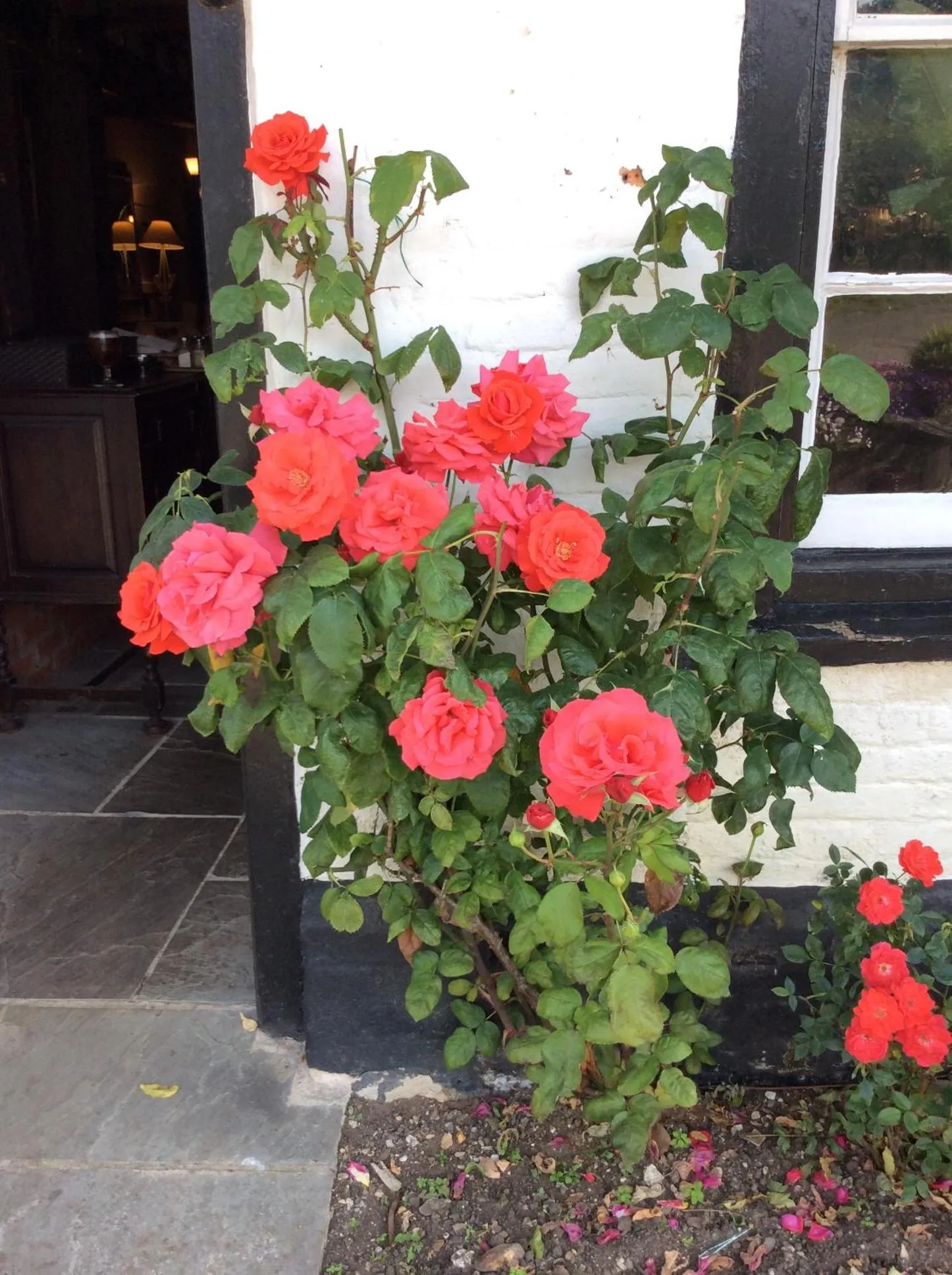 Garden in George & Dragon Country Pub & Hotel Wolverton Townsend