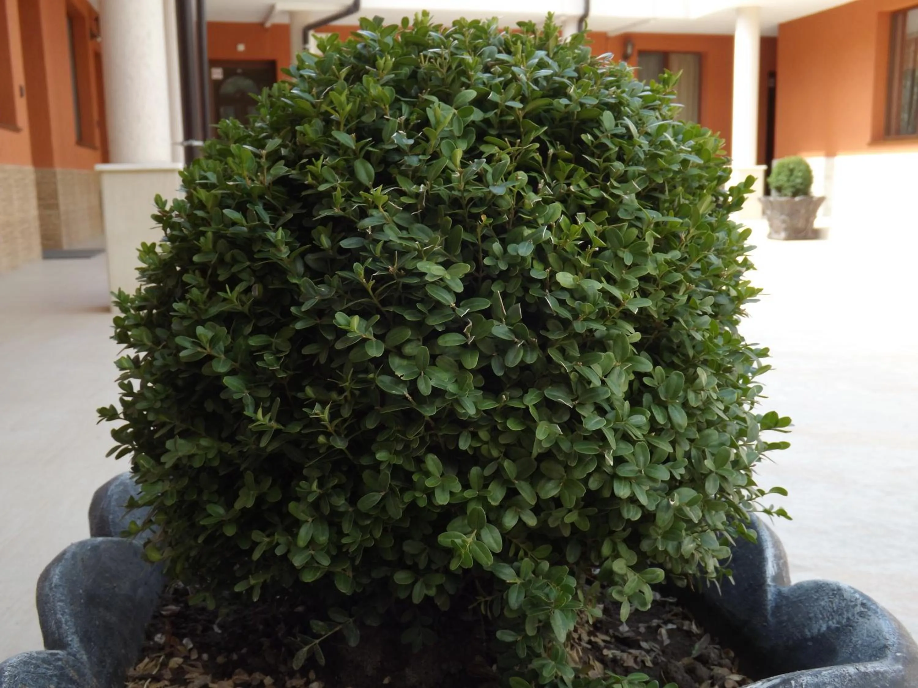 Garden view in Hotel Fantasy