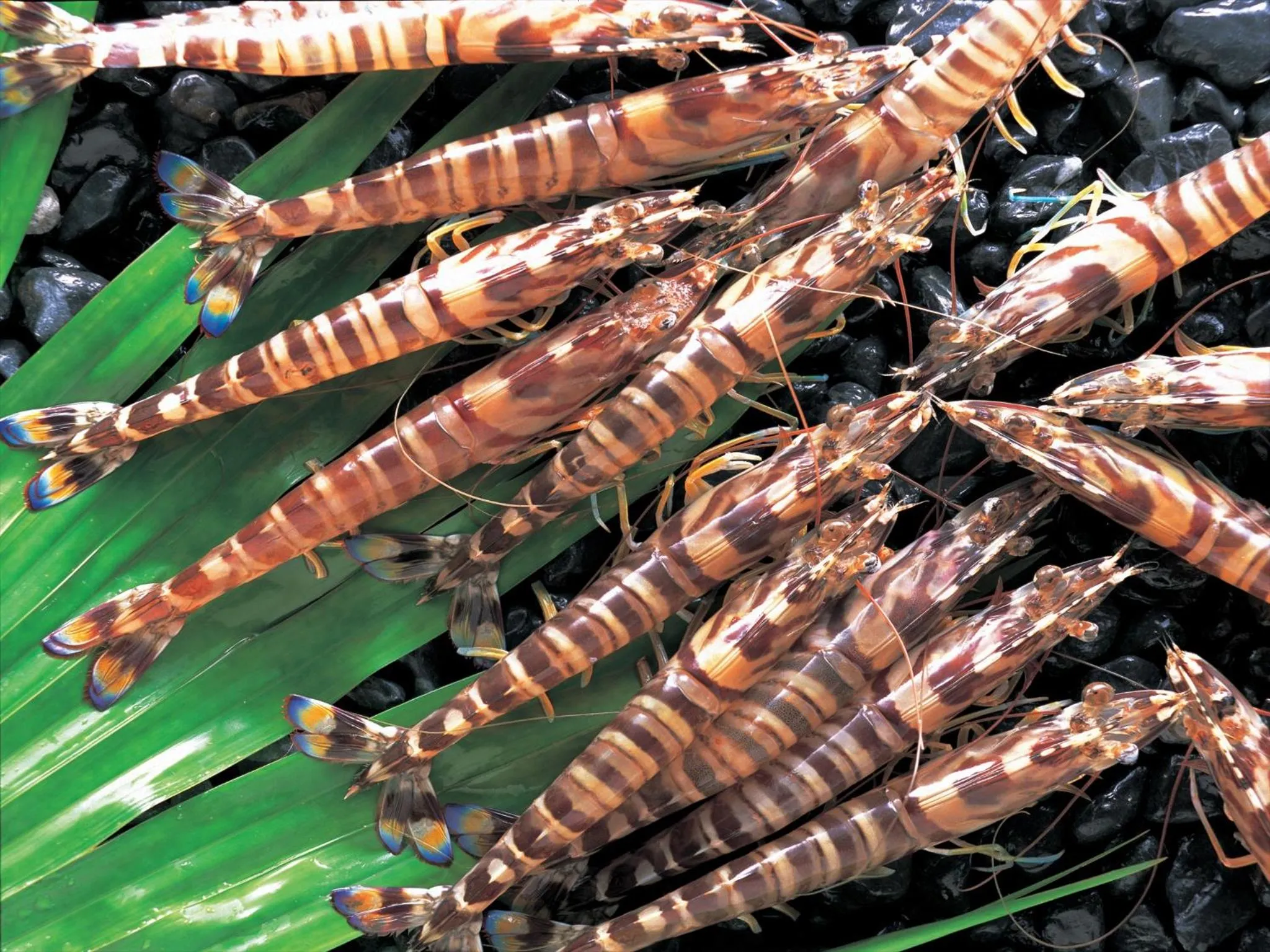 Food in Cypress Resort Kumejima