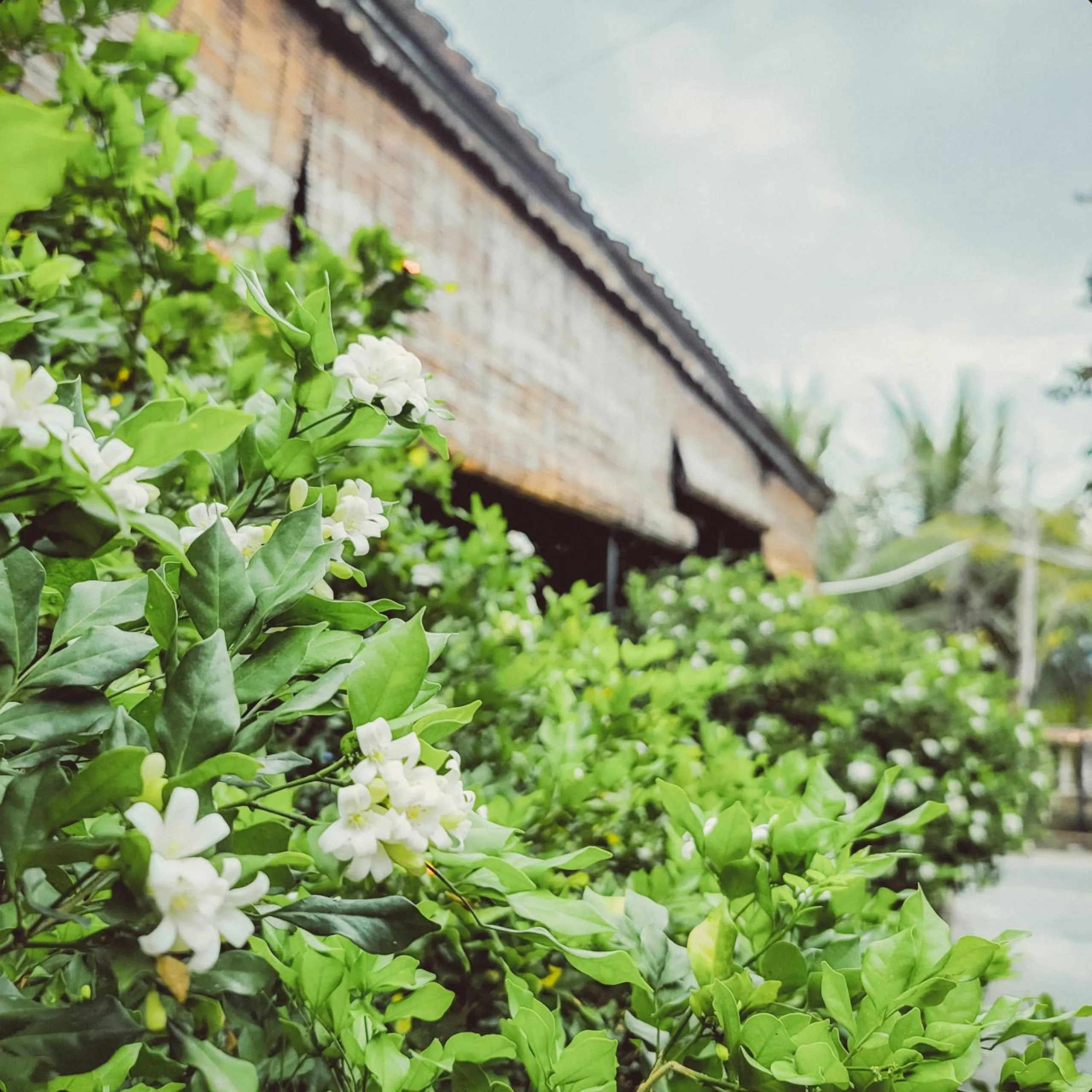 Spring in CASA ECO Mekong Resort