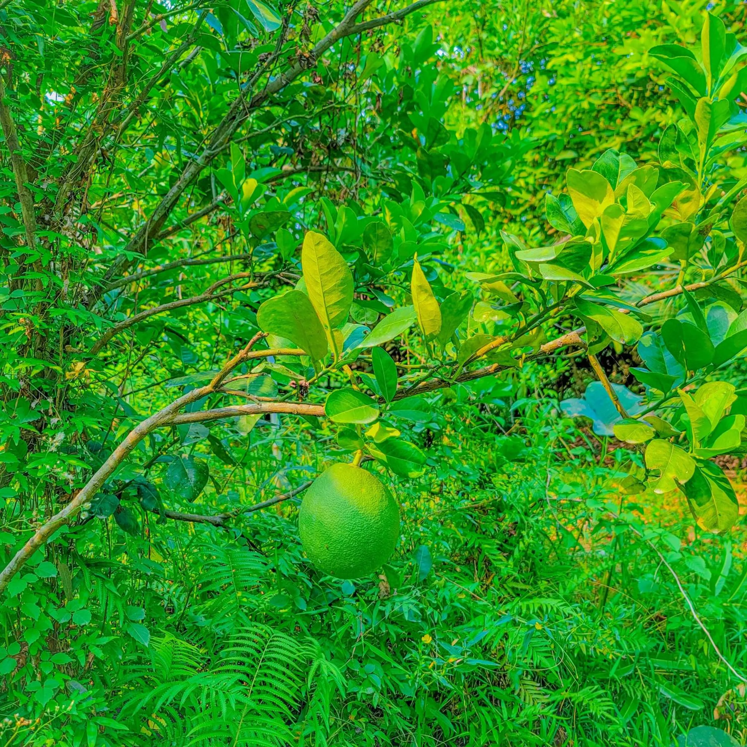Natural landscape in CASA ECO Mekong Resort