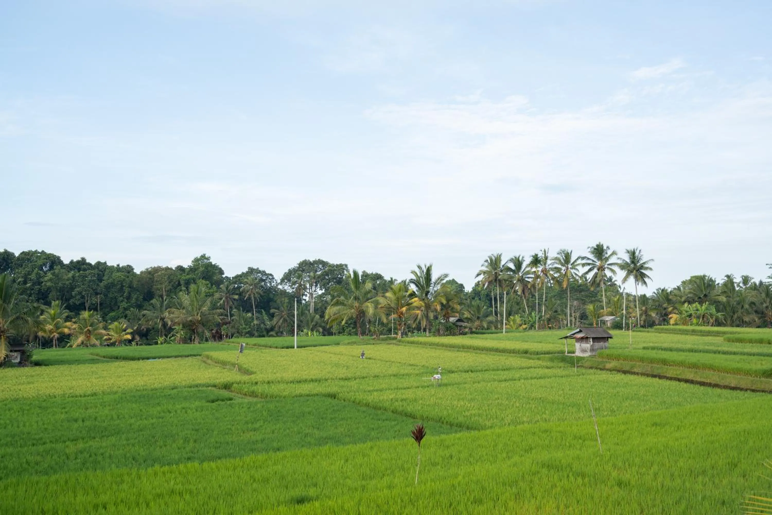 Spring in Uma Sebatu Villa Ubud