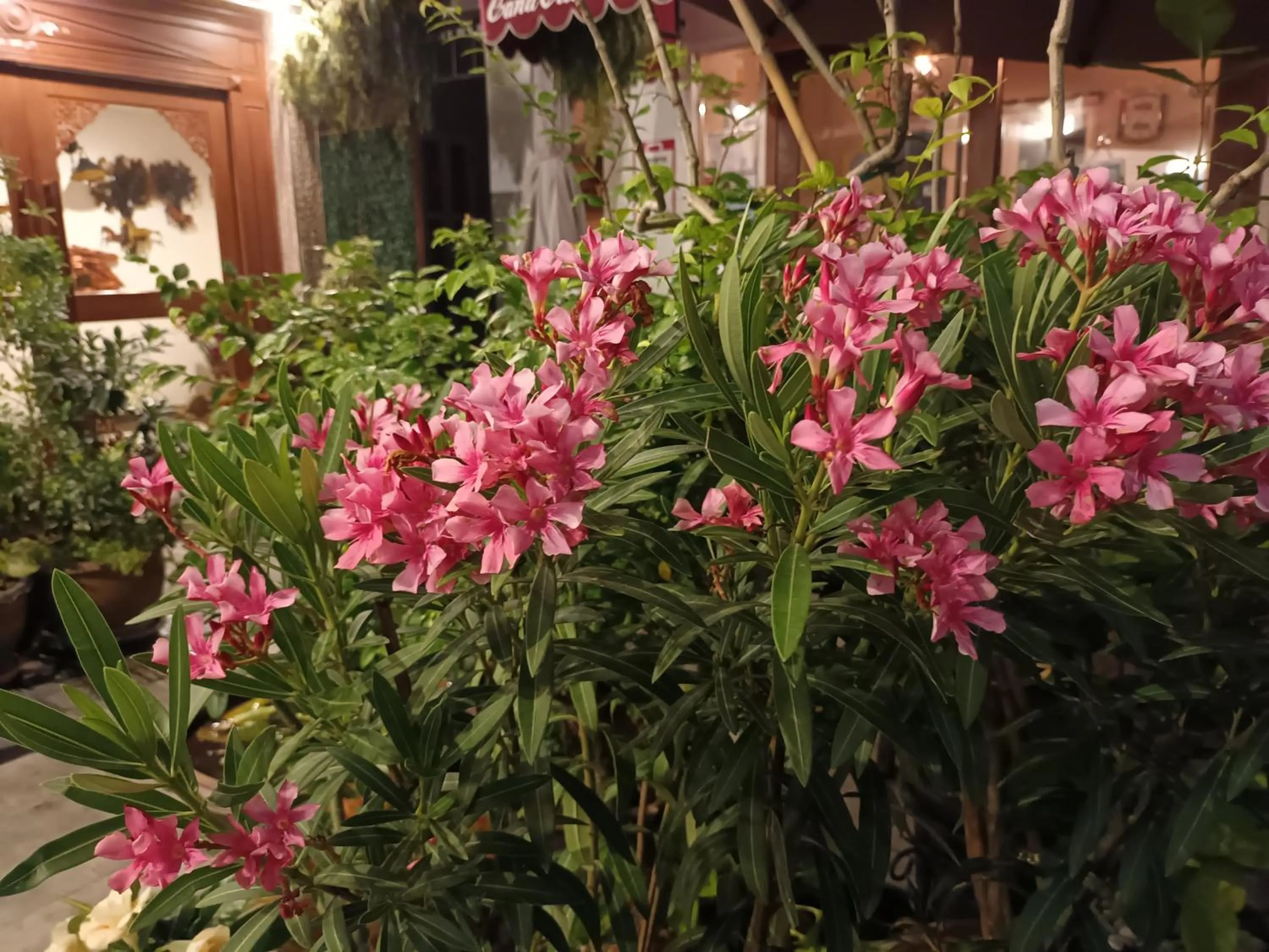 Garden in Cana Boutique Hotel