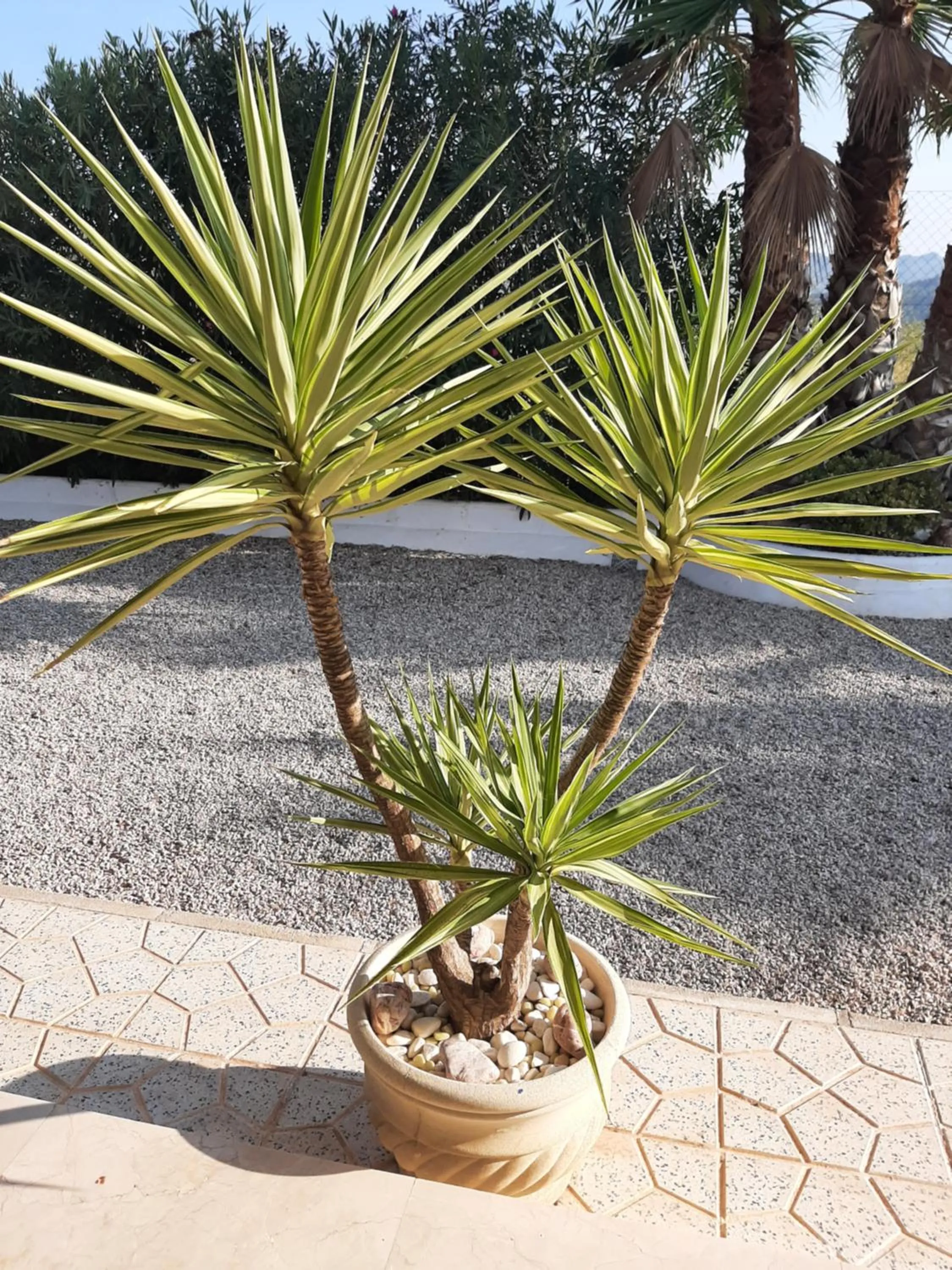 Garden in La Dolce Vita