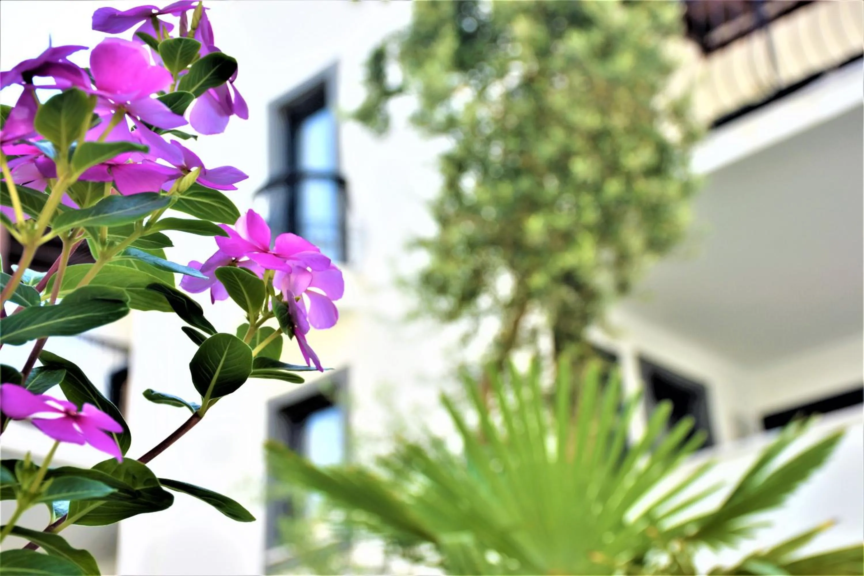 Garden in Modern Life Hotel Bodrum