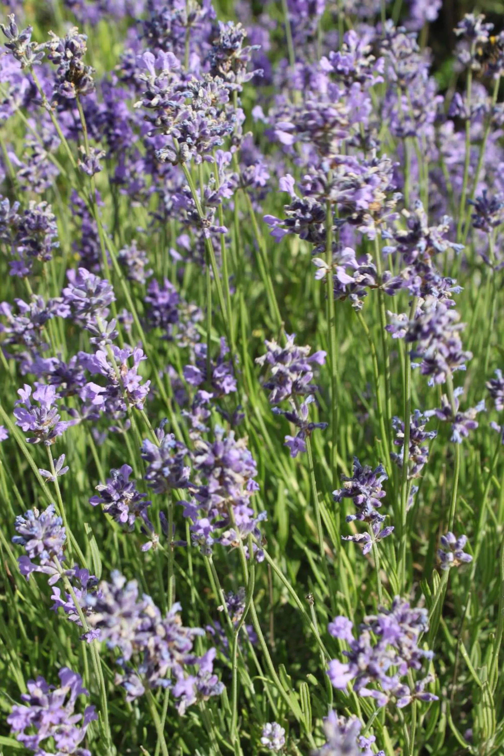 Other in Hostel Herdersbrug