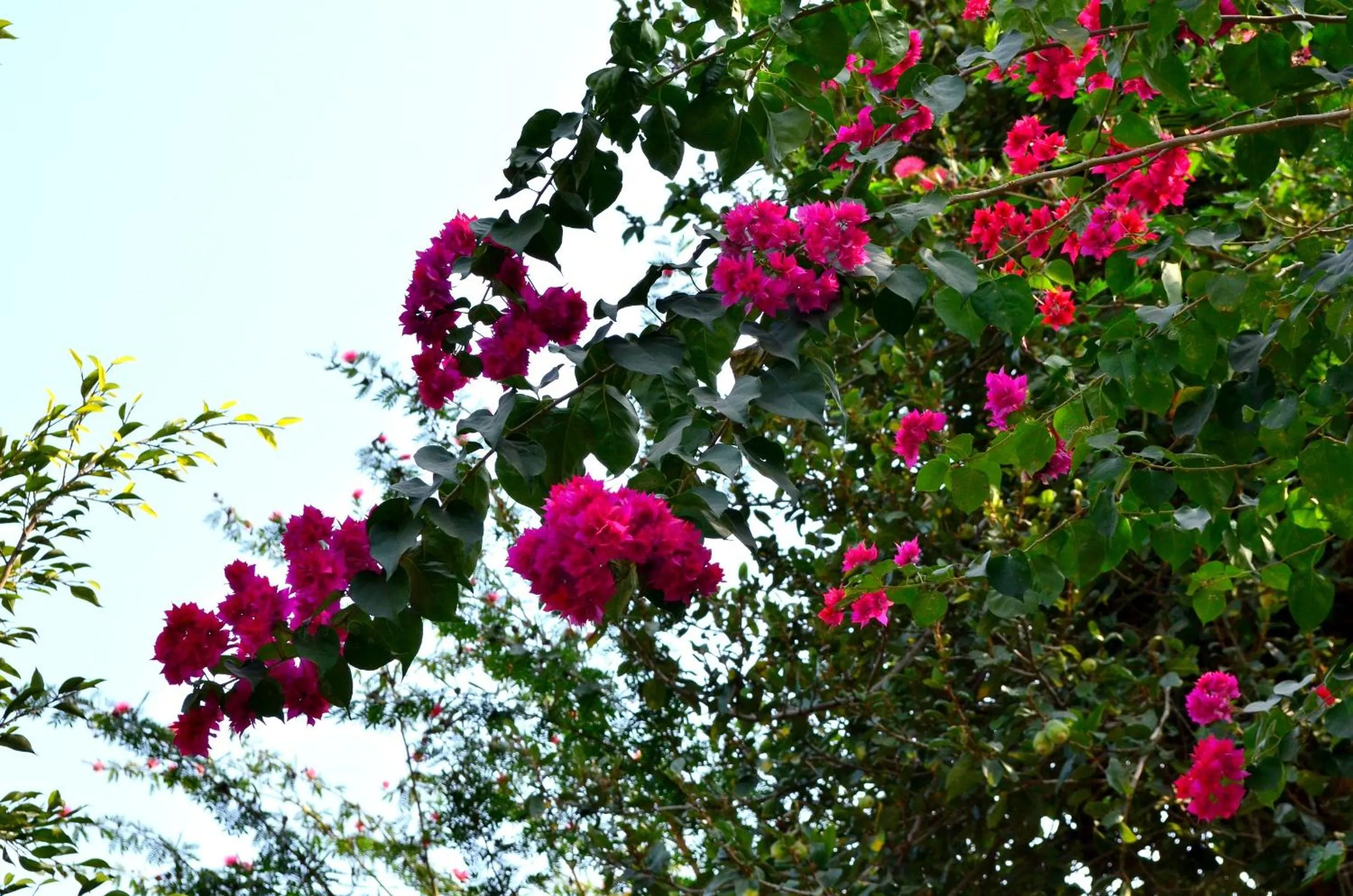 Garden view in Mum's Garden Resort