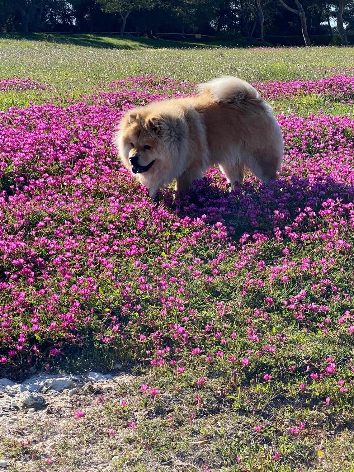 Pets in Le Cale D'Otranto Beach Resort