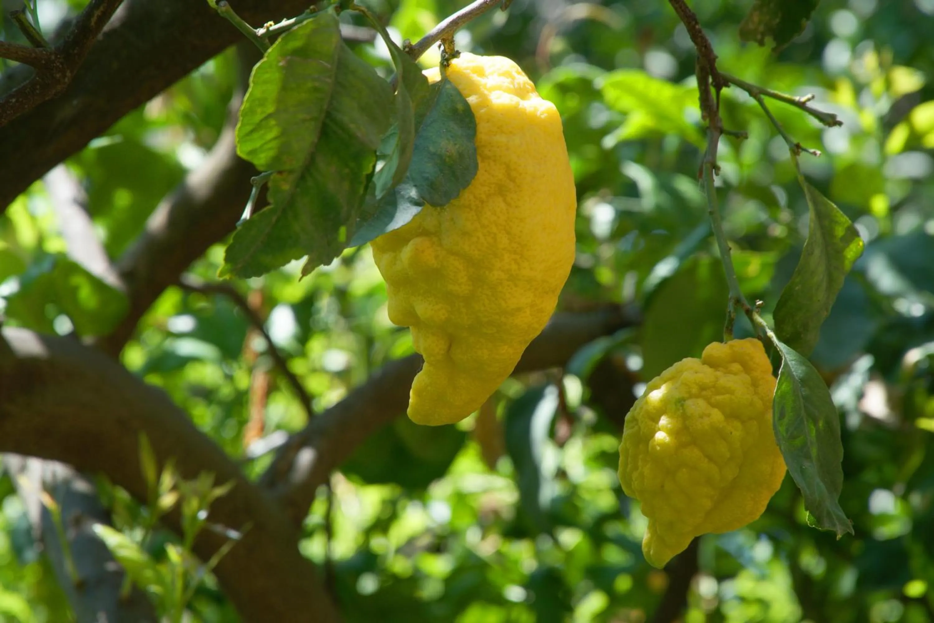 Food close-up in La Casa sul Blu Albergo Diffuso