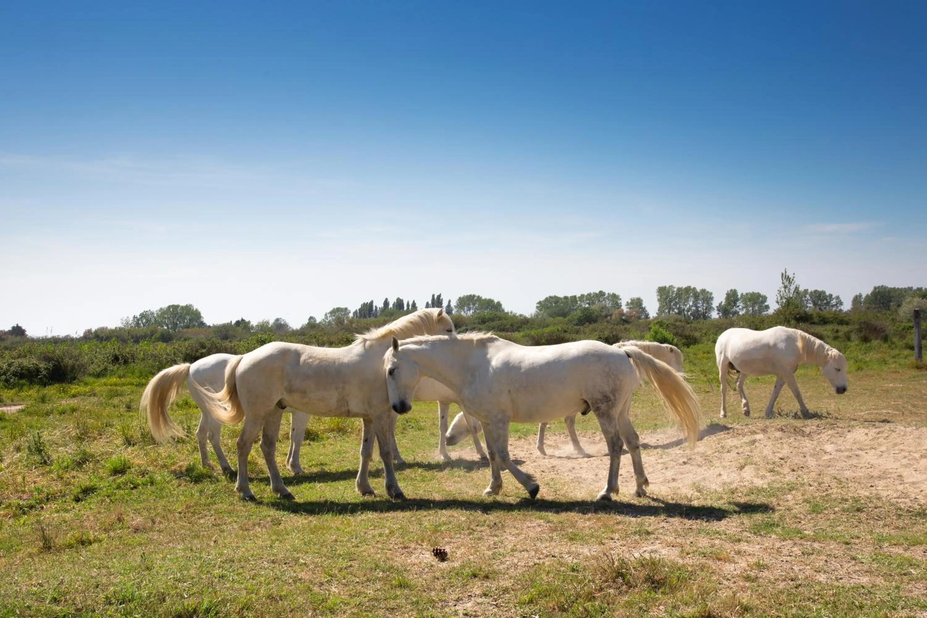 Pets in SOWELL RESIDENCES Les Mazets