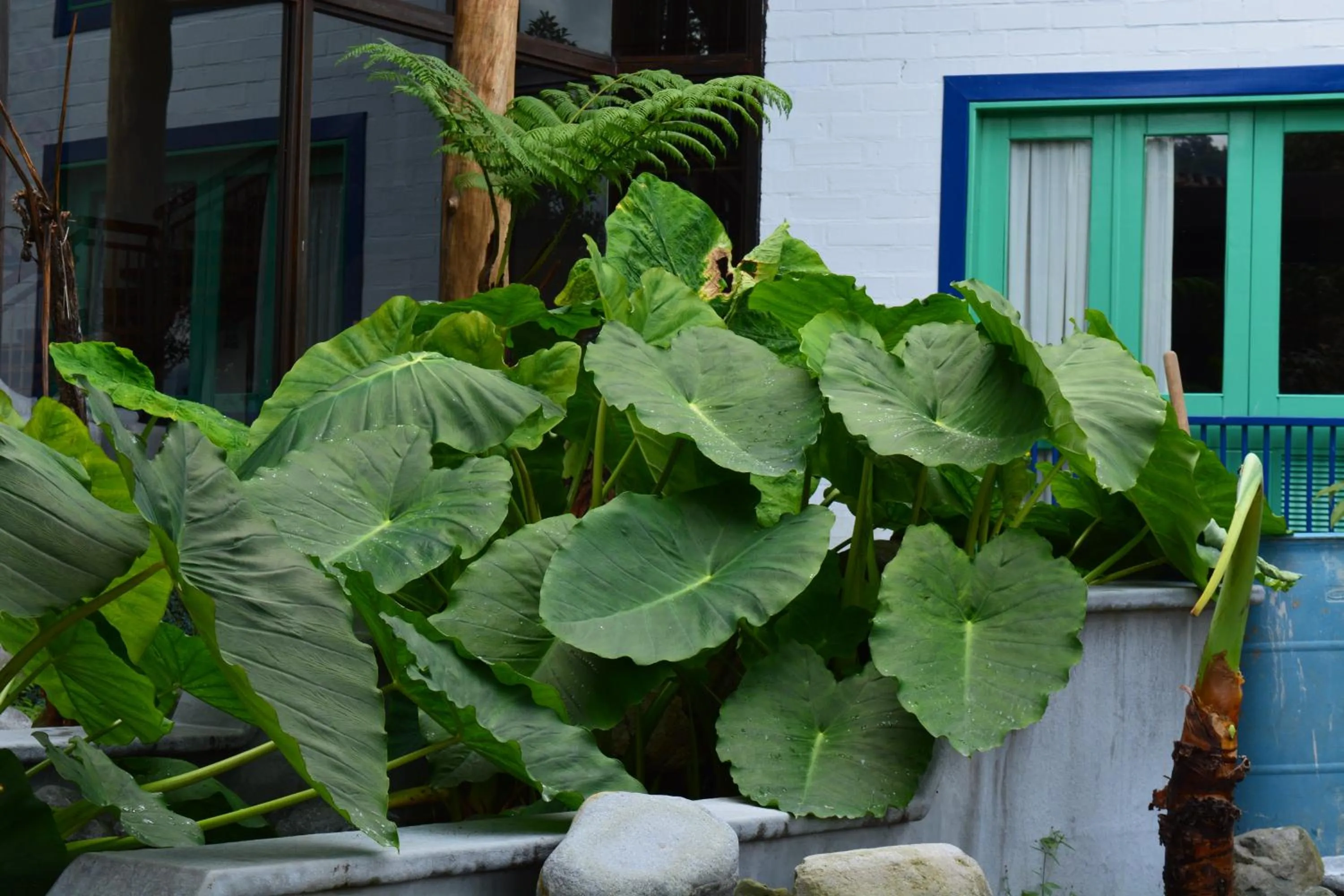 Patio in Termales El Otoño
