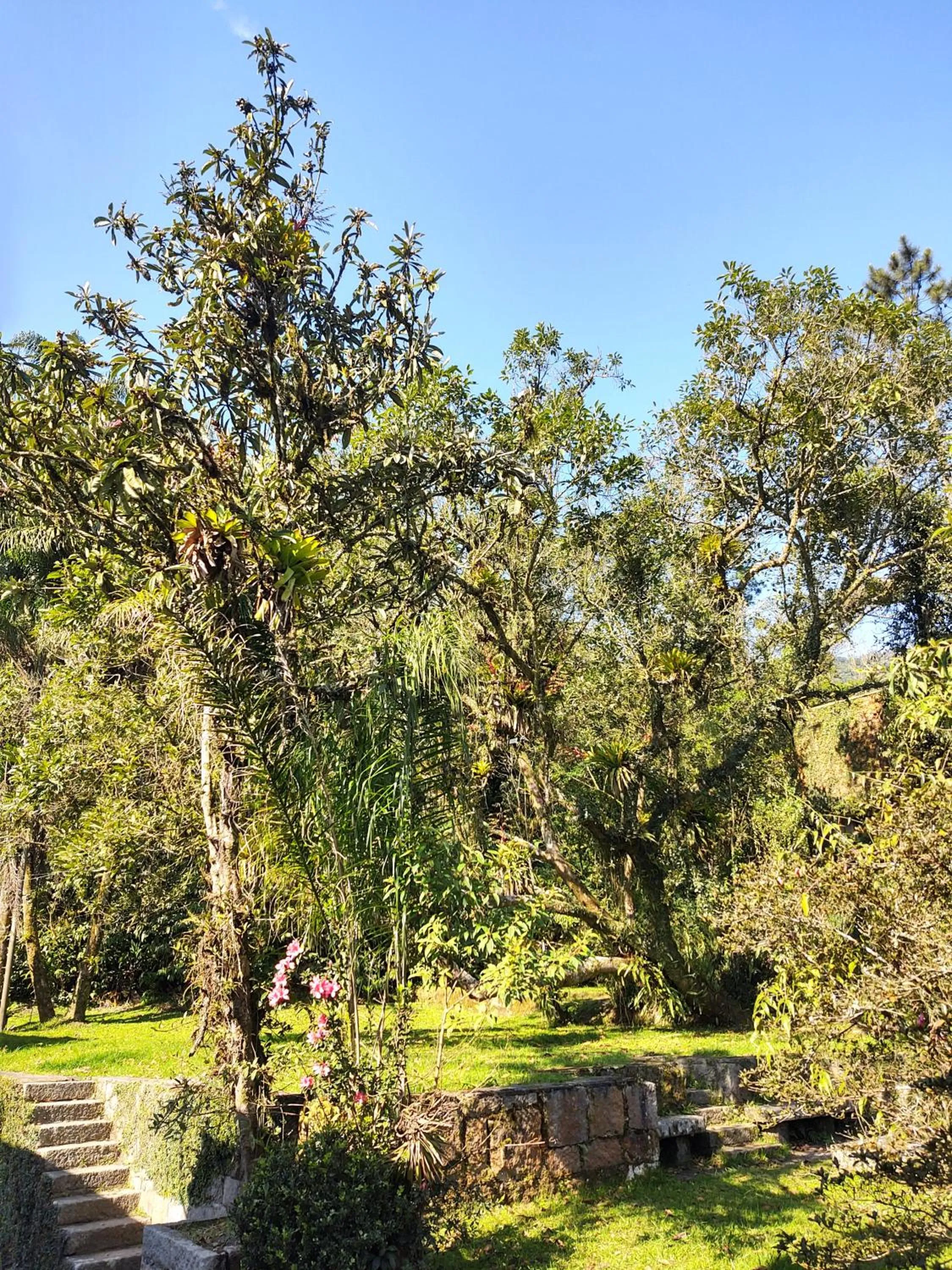 Garden in Pousada Shamballah Paranapiacaba