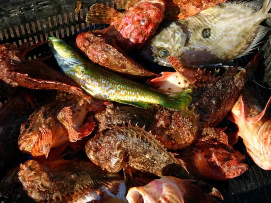 Food in Chambre d'hôtes LE SECADOU