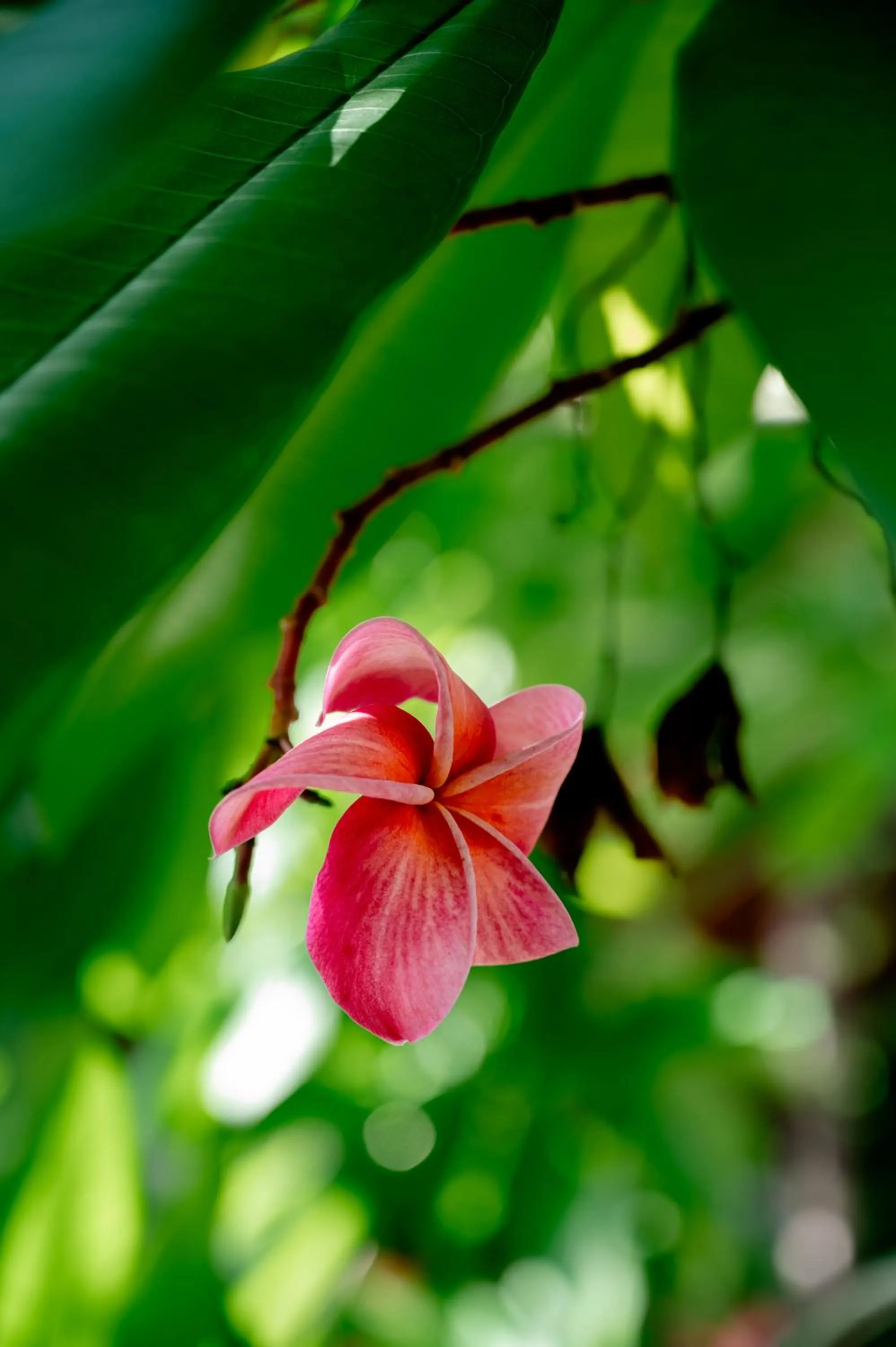 Natural landscape in Tolani Northgate Villa Chiang Mai