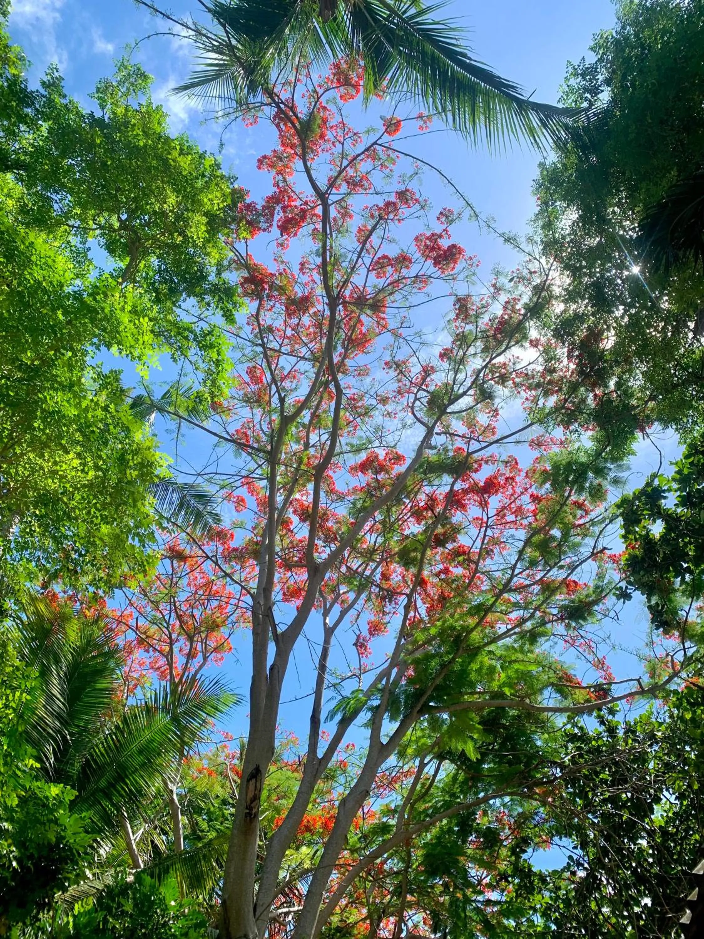 Koh Tao Tropicana Resort