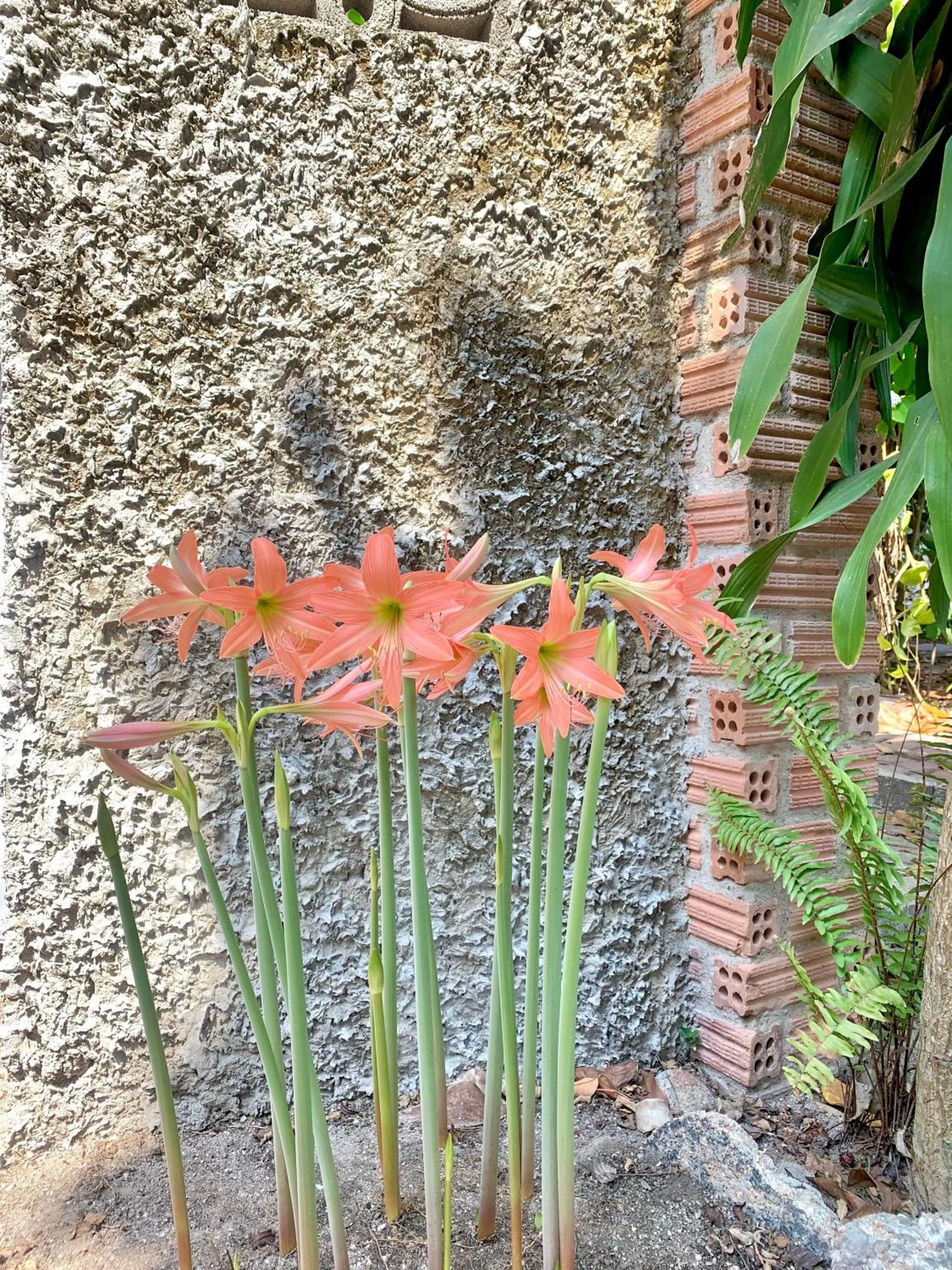 Koh Tao Tropicana Resort