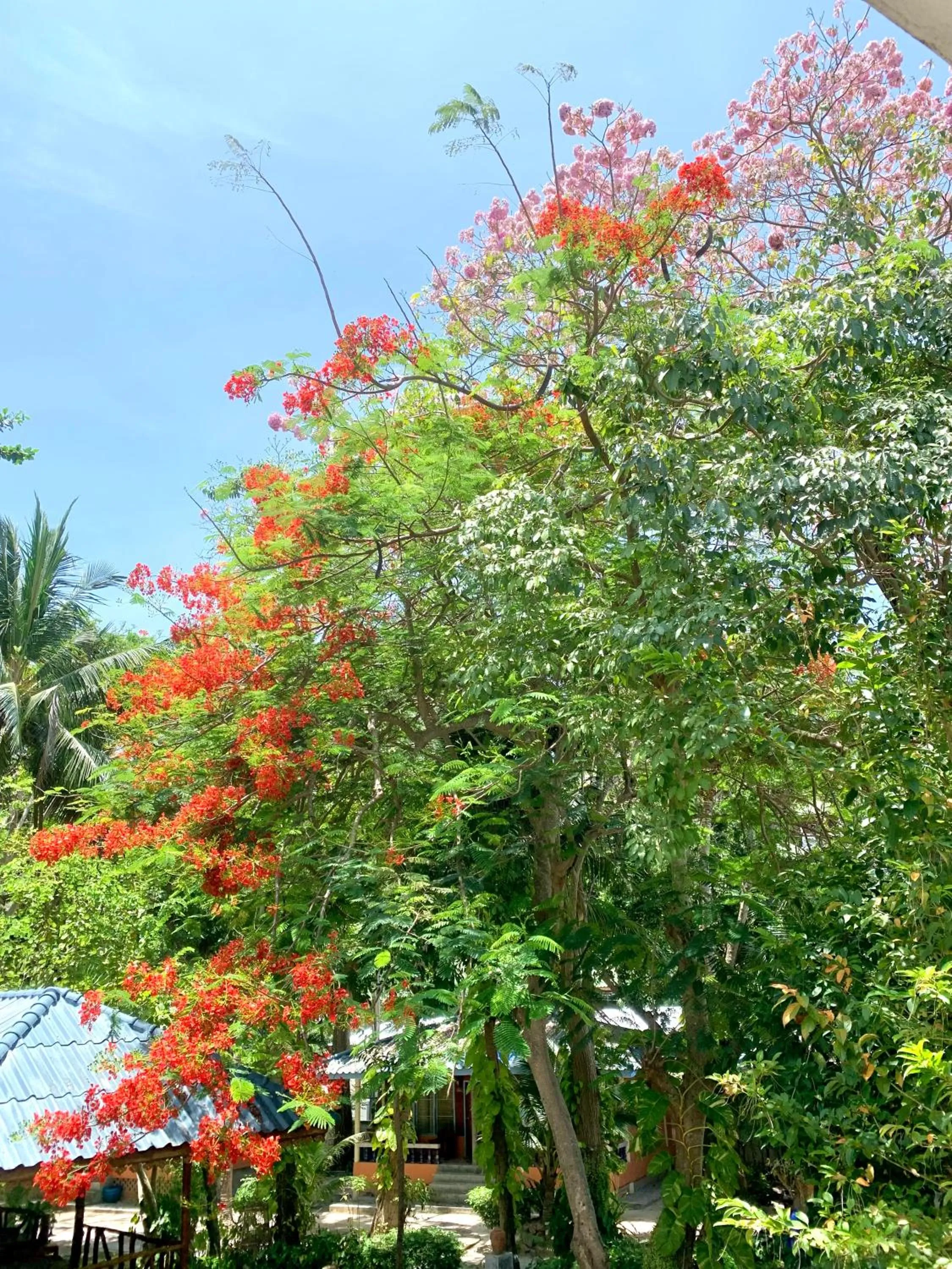 Koh Tao Tropicana Resort