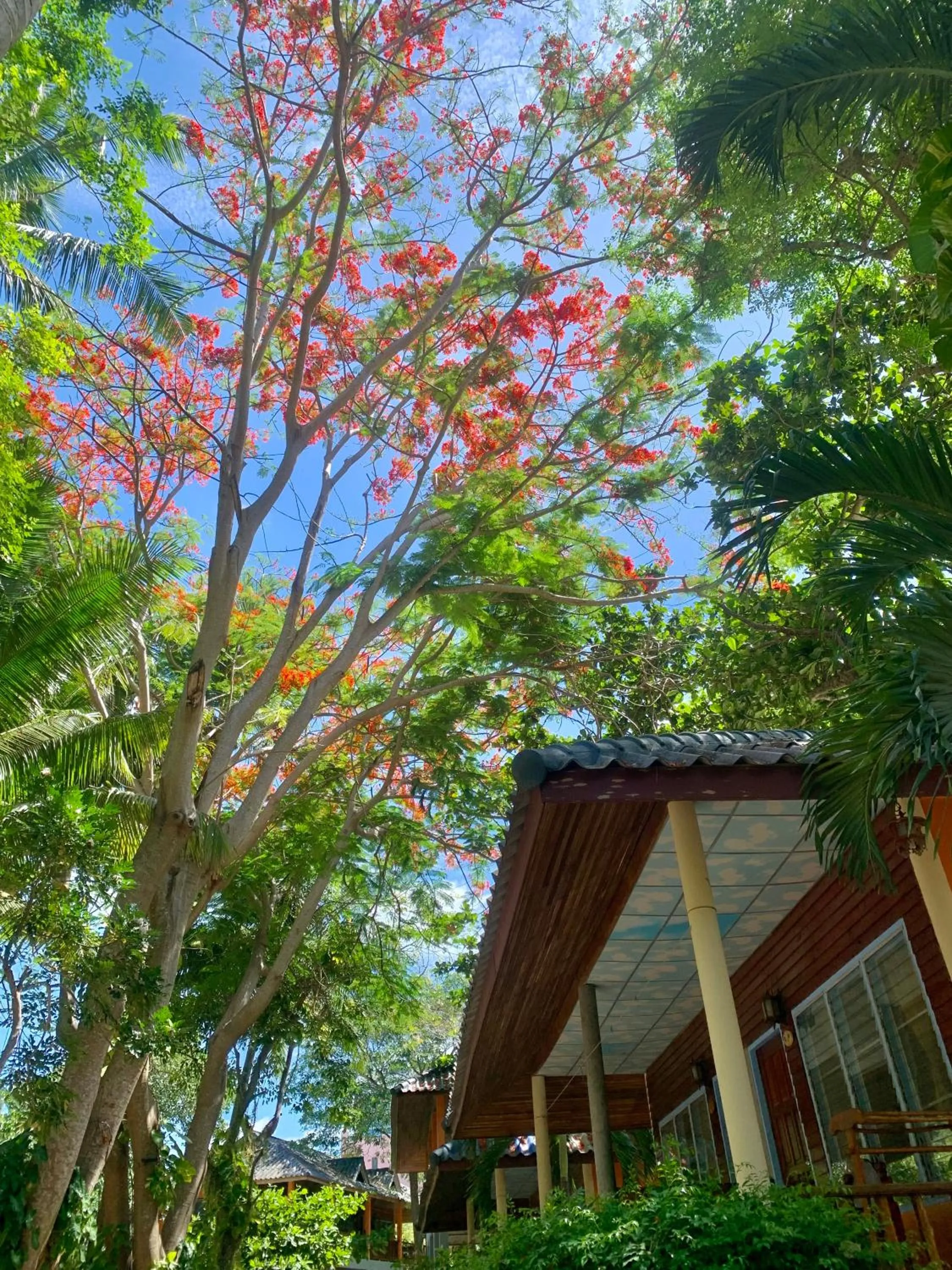 Koh Tao Tropicana Resort