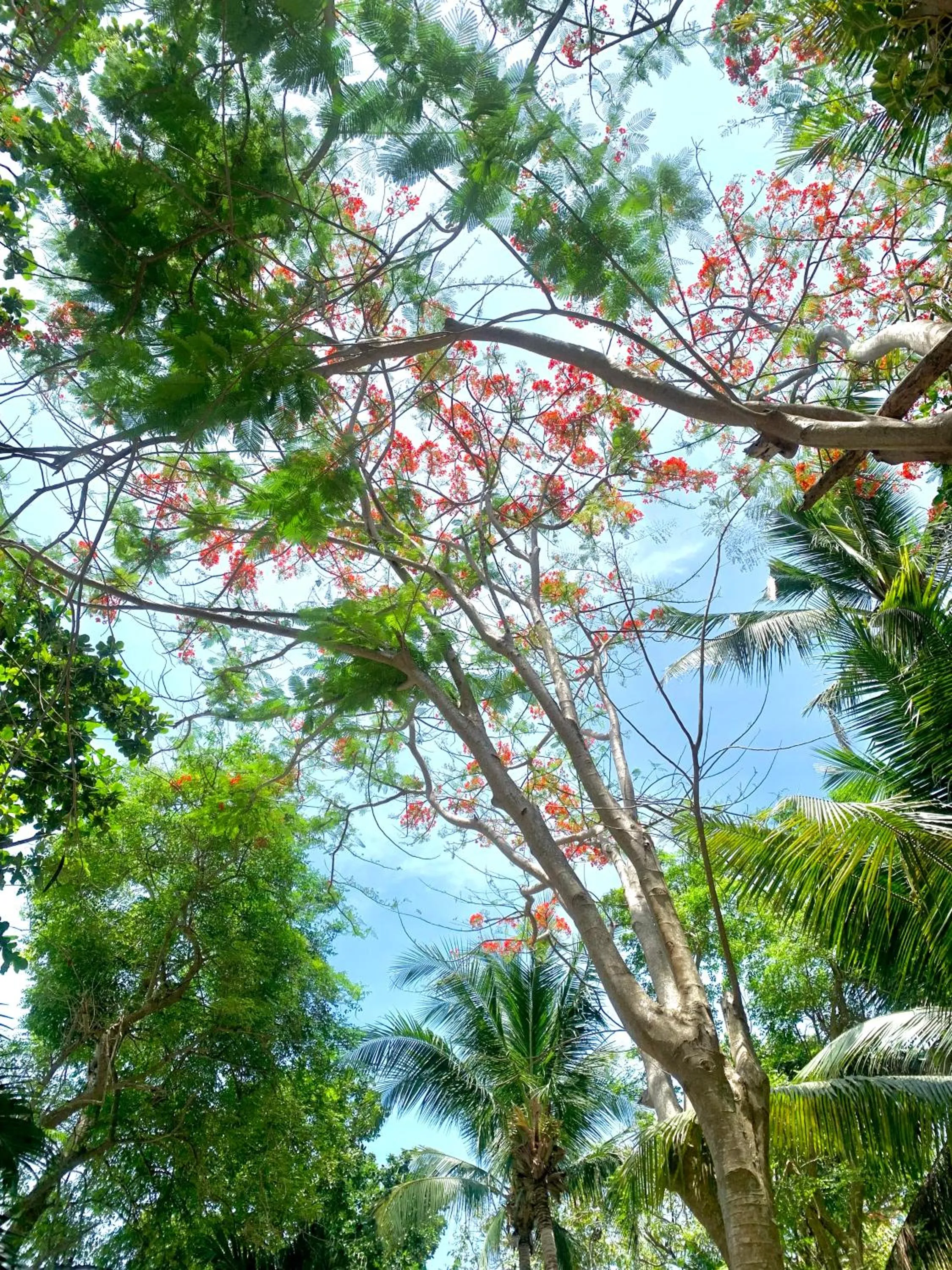 Koh Tao Tropicana Resort