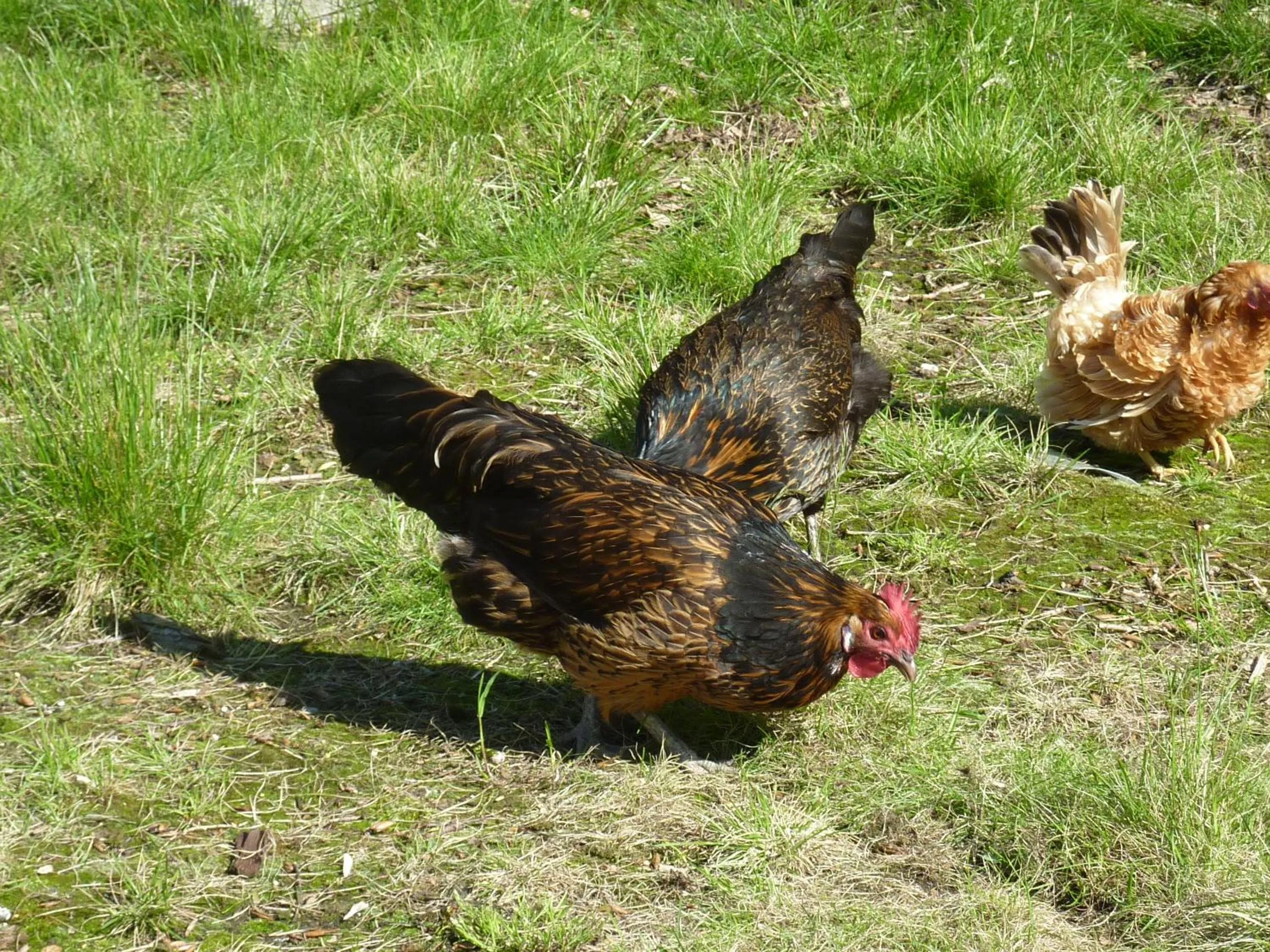 Animals in Bed & Breakfast De Koegang